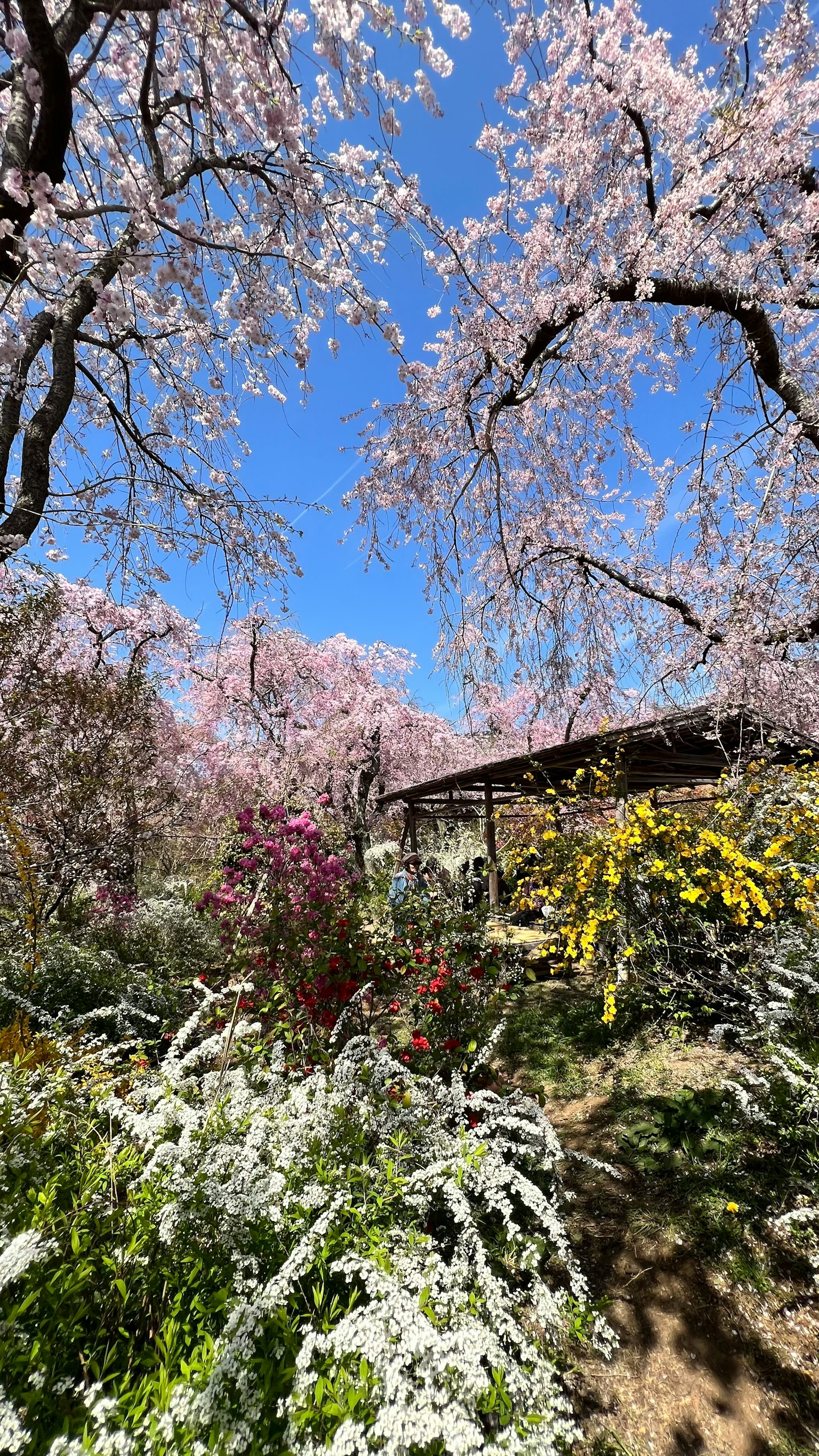藍天下櫻花和五彩繽紛花朵的花園場景