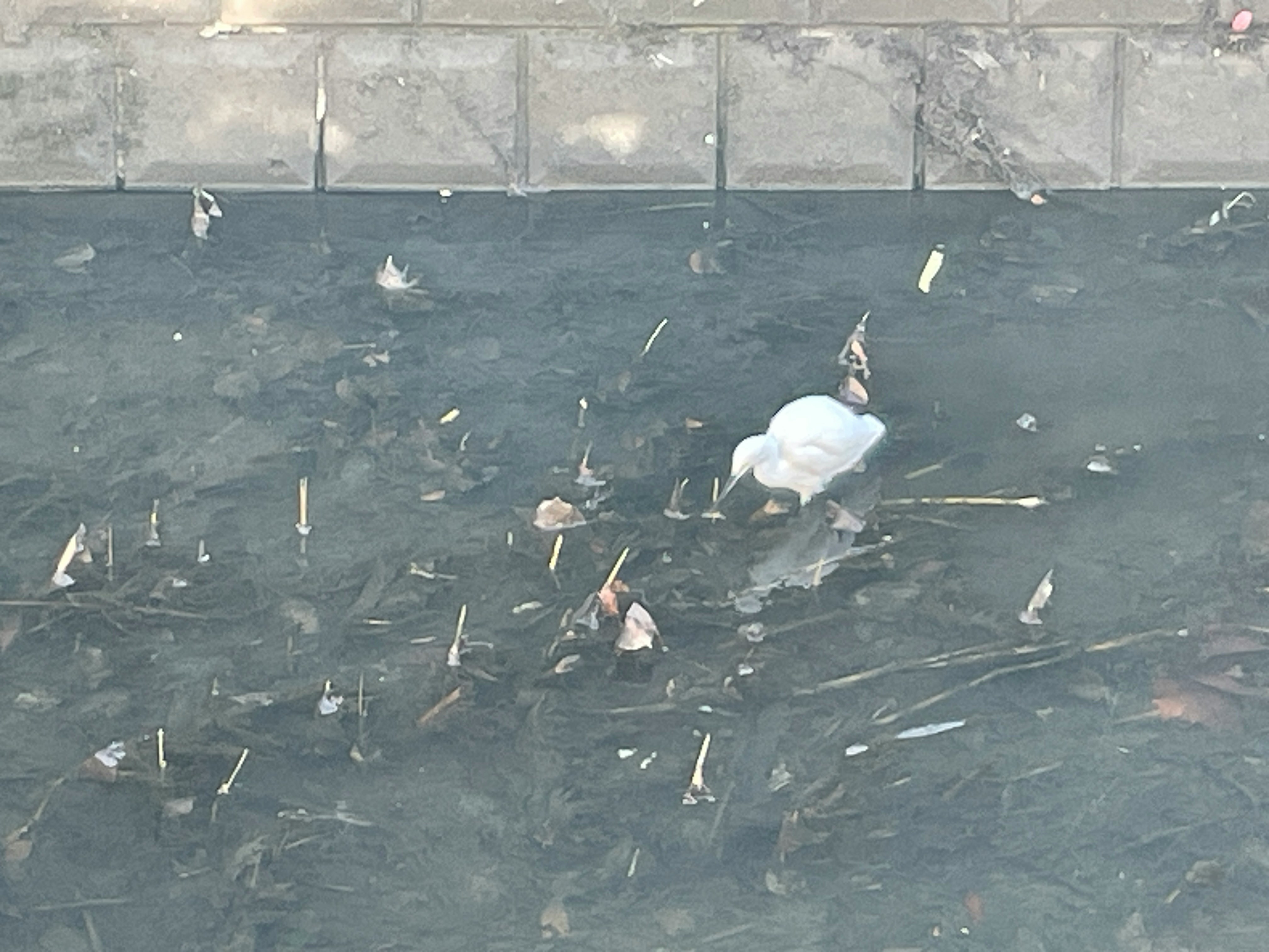 池塘般的水面，漂浮垃圾與鳥類