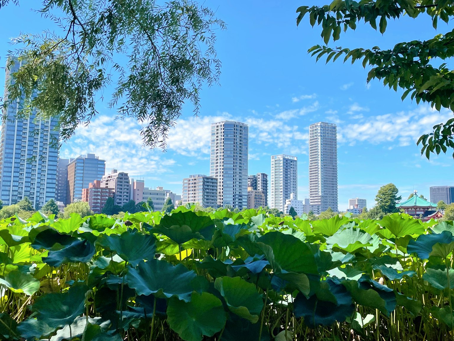 ทิวทัศน์เมืองที่ล้อมรอบด้วยใบบัวสีเขียว ตึกสูงและท้องฟ้าสีฟ้า