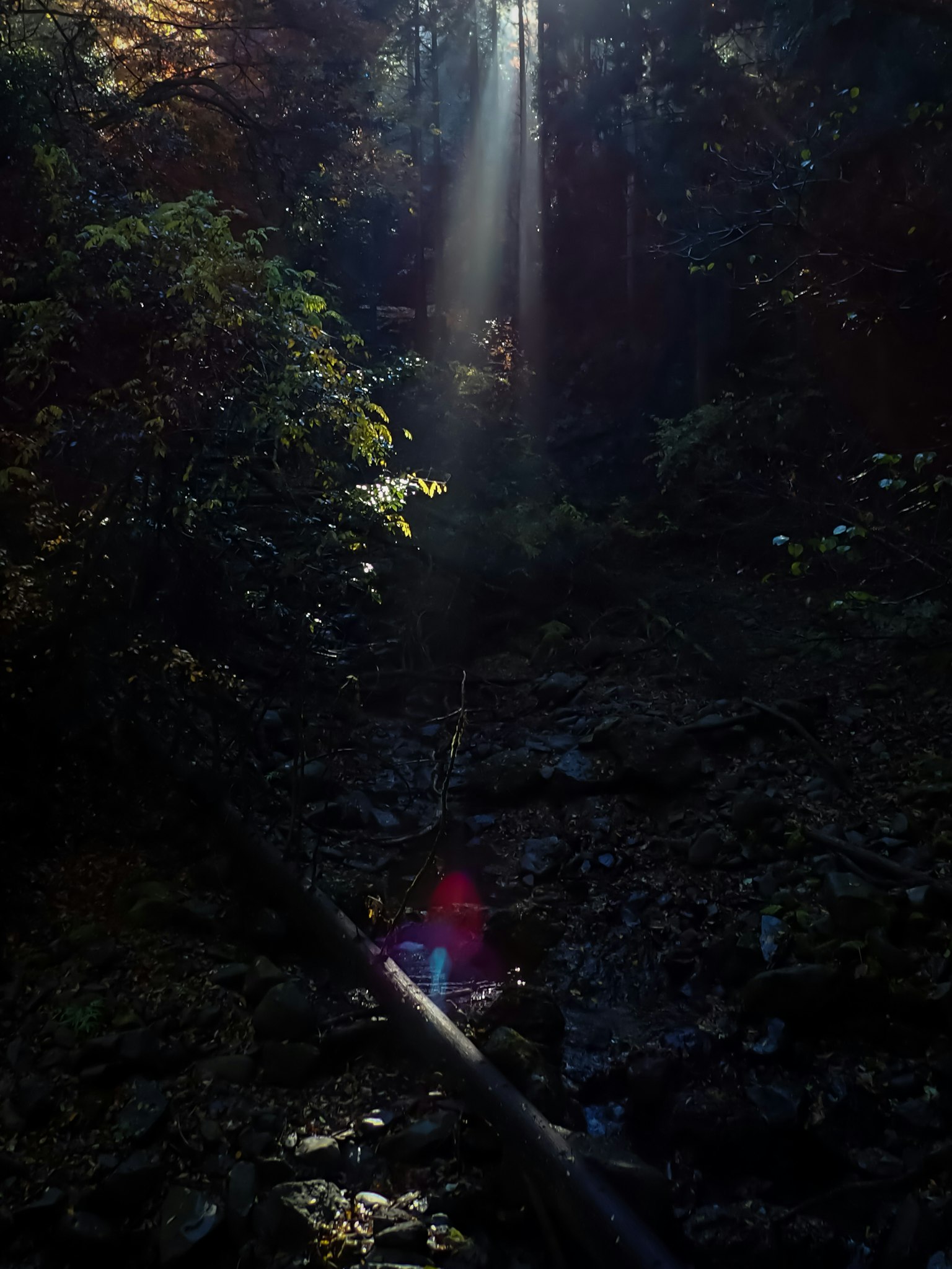 Raggio di luce che attraversa una foresta oscura con un sentiero roccioso