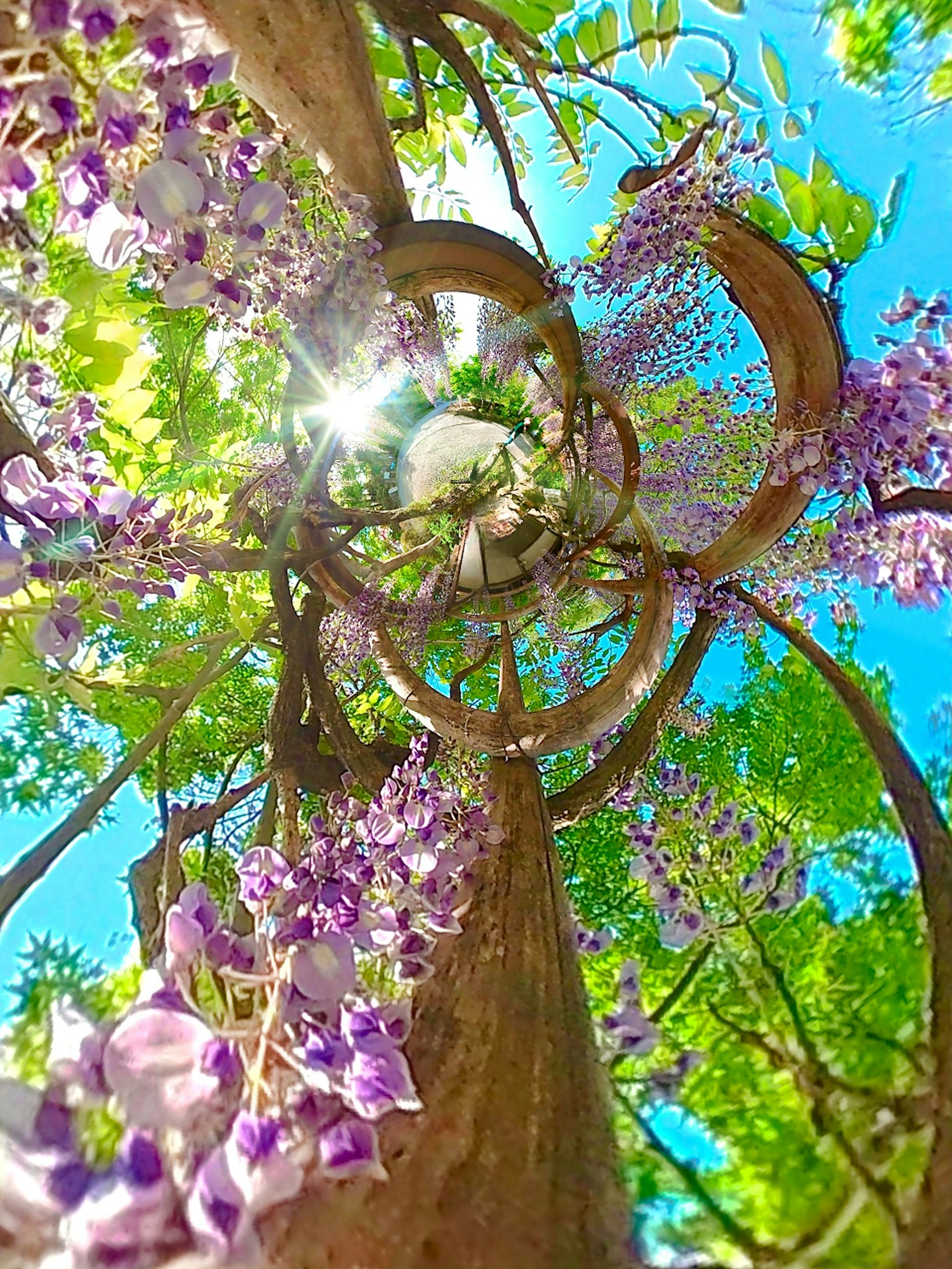 Terowongan bunga wisteria dengan latar belakang langit biru