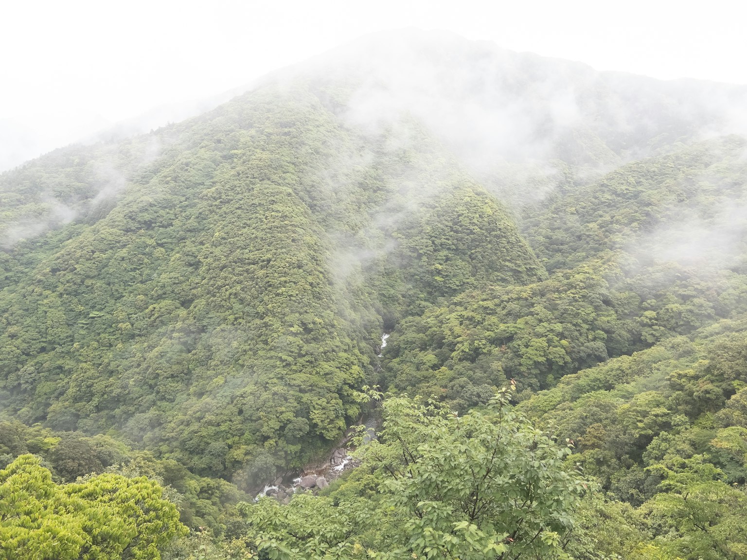 Grüne Berge in Nebel gehüllt