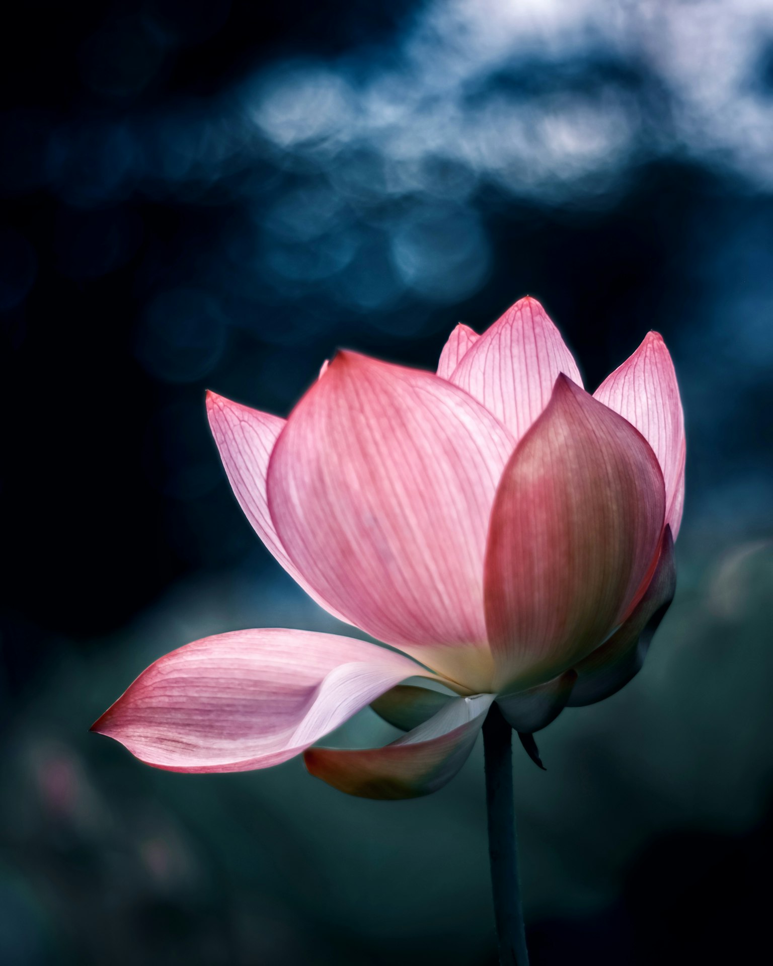 아름다운 분홍색 연꽃이 파란 배경에 돋보인다