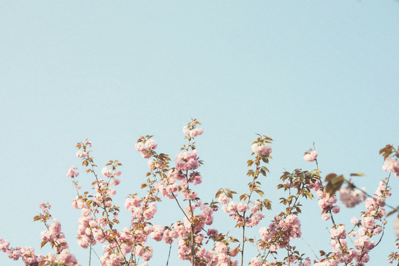 Rami di fiori rosa contro un cielo blu