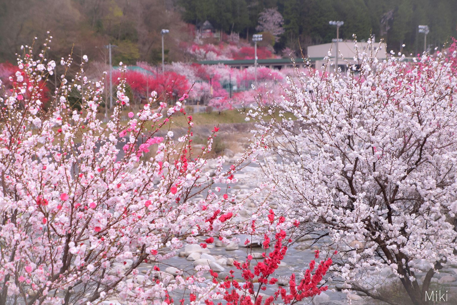 色彩斑斓的樱花树沿着河流
