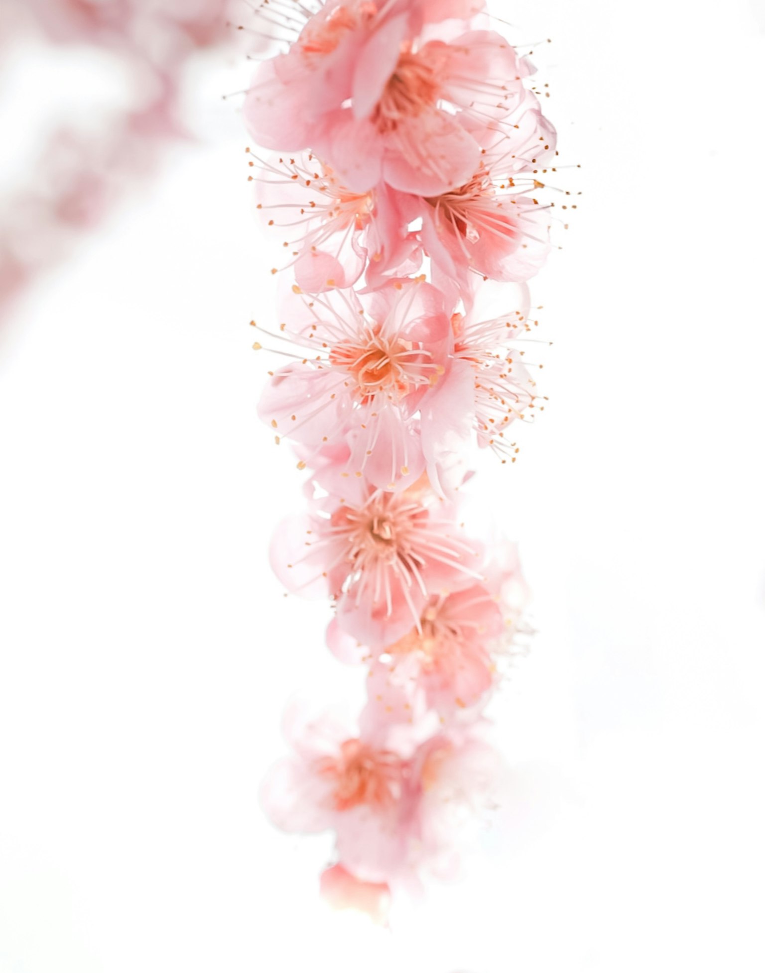 Zarte rosa Blumen hängen vor einem weißen Hintergrund