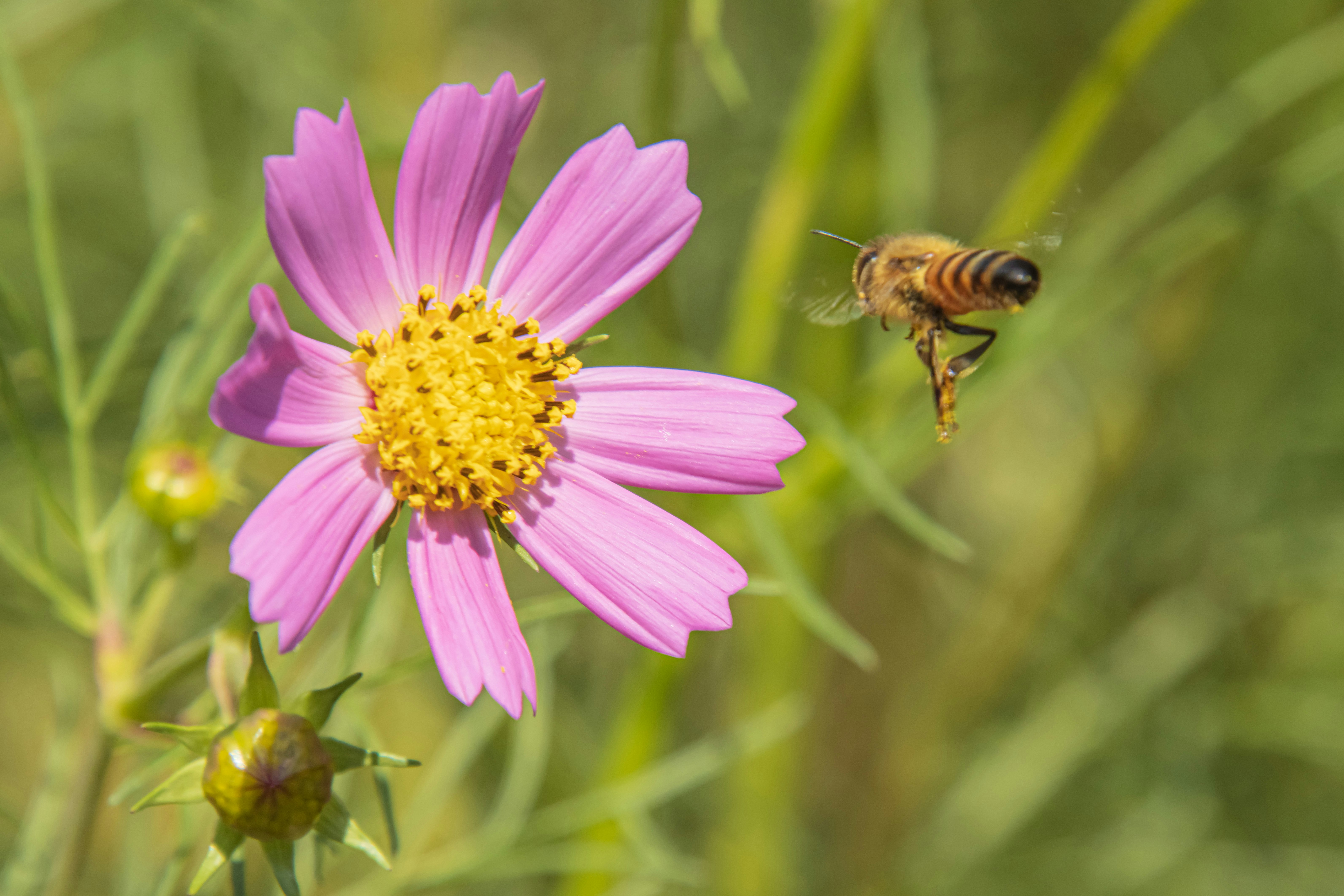 Macro of a pink flower with a flying insect over grass