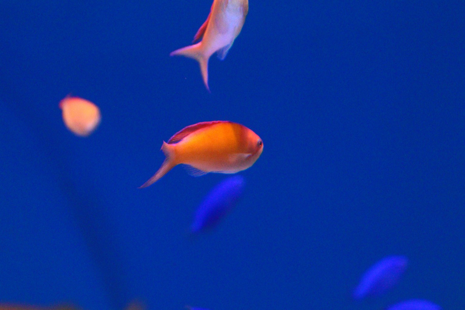 Poissons colorés nageant dans l'eau bleue