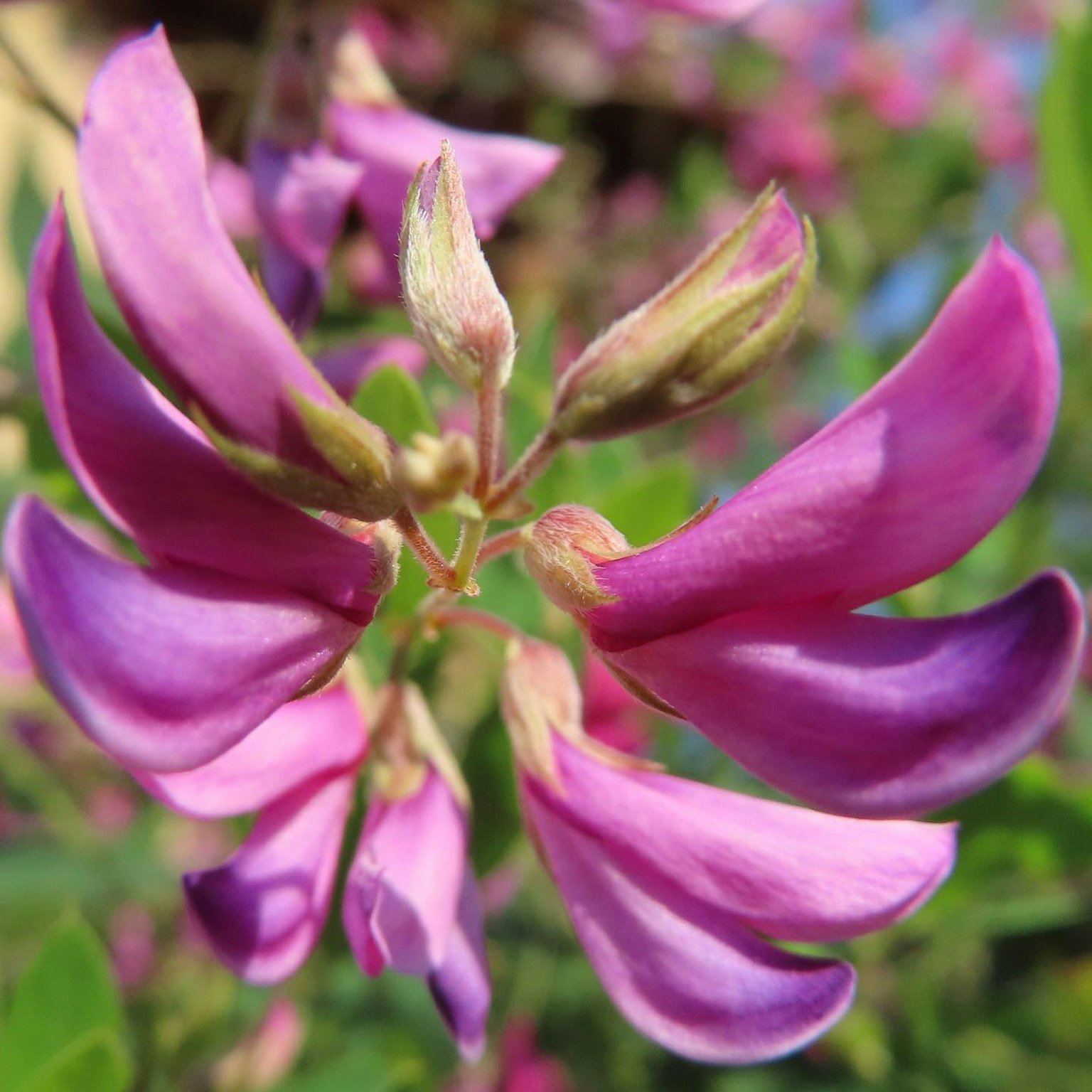 Primo piano di una pianta con petali viola vivaci