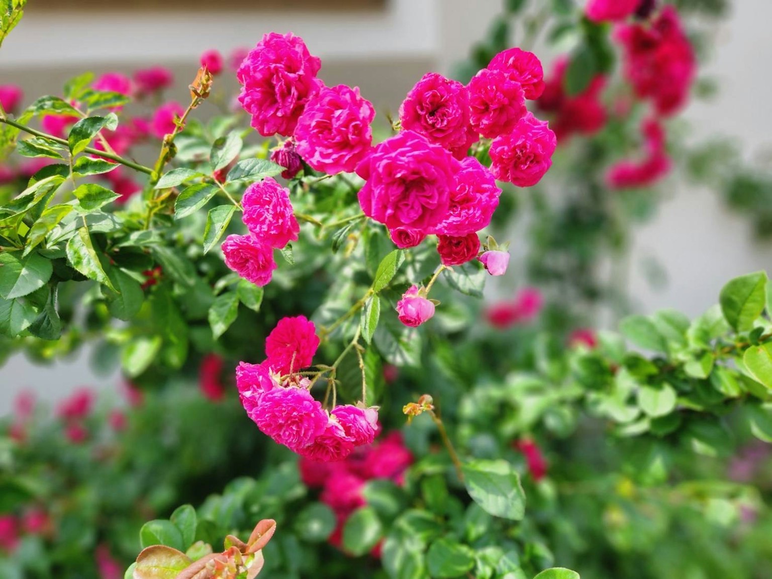 Primo piano di fiori rosa vivaci su una pianta verde