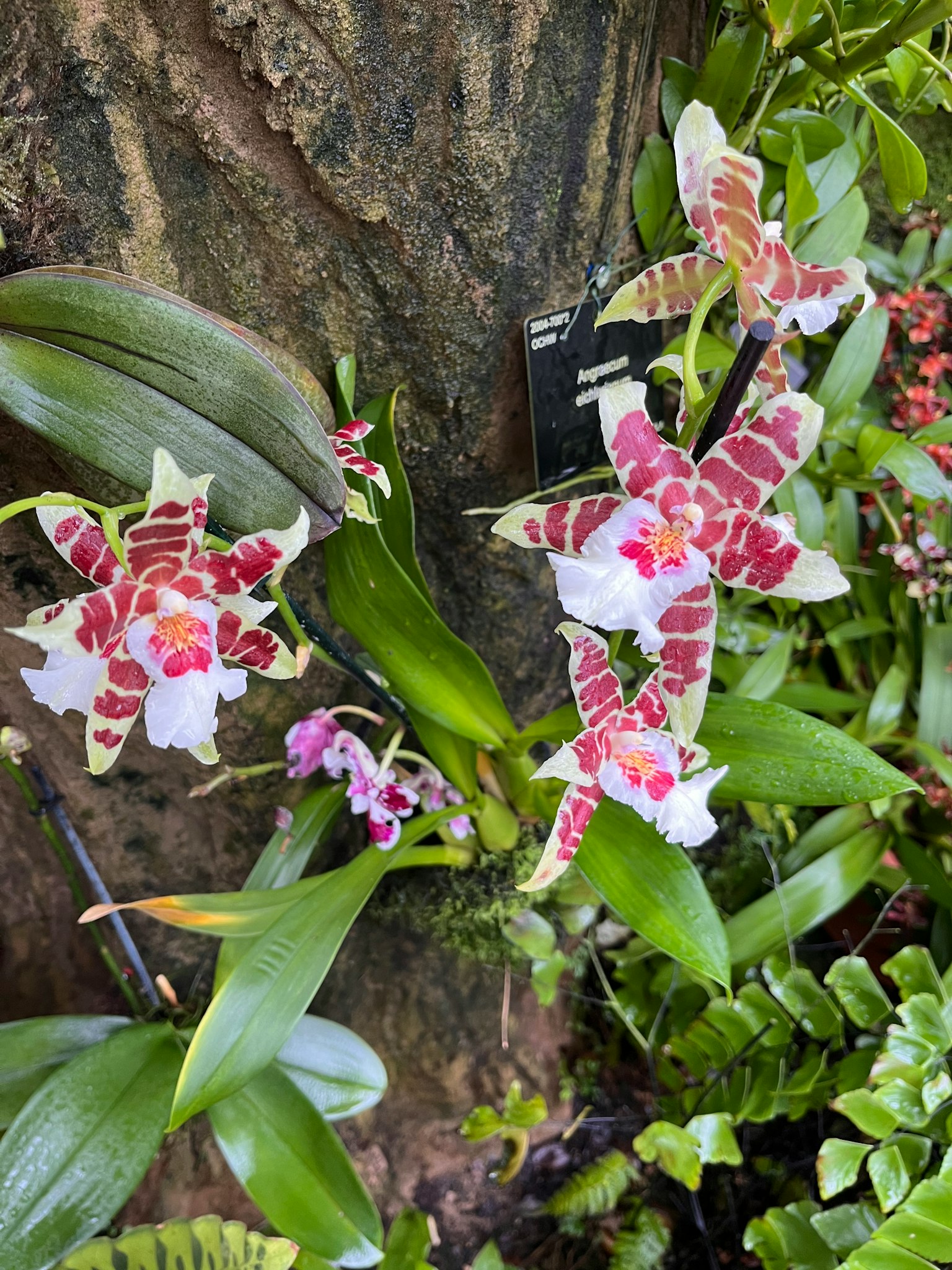 Bellissime orchidee che fioriscono su un tronco d'albero