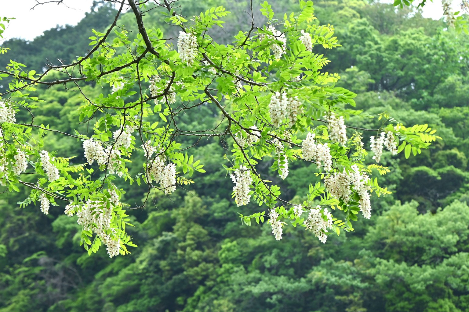 กิ่งไม้สวยงามที่มีช่อดอกสีขาวห้อยอยู่ท่ามกลางใบเขียว
