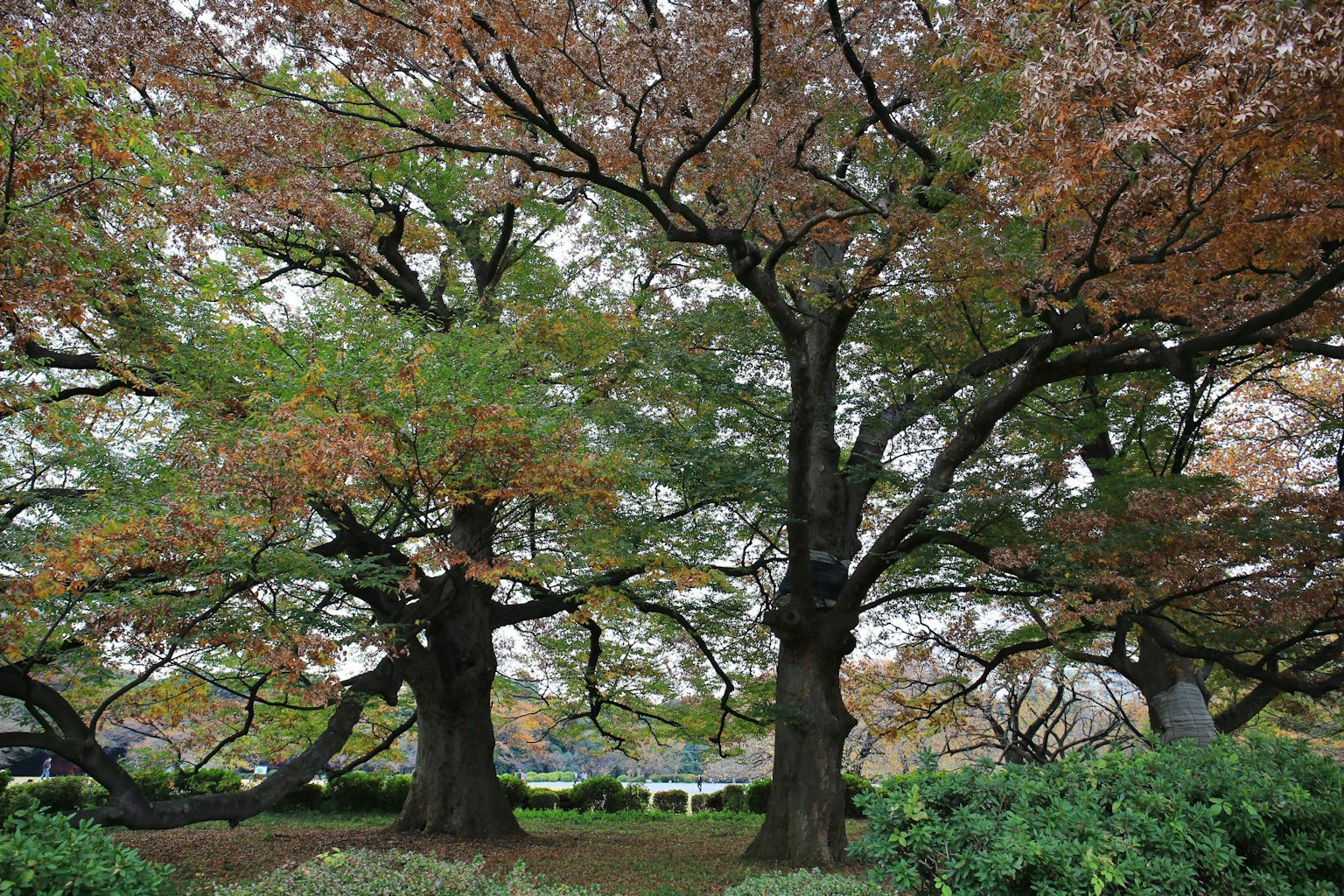 Landschaft mit großen Bäumen und herbstlichem Laub