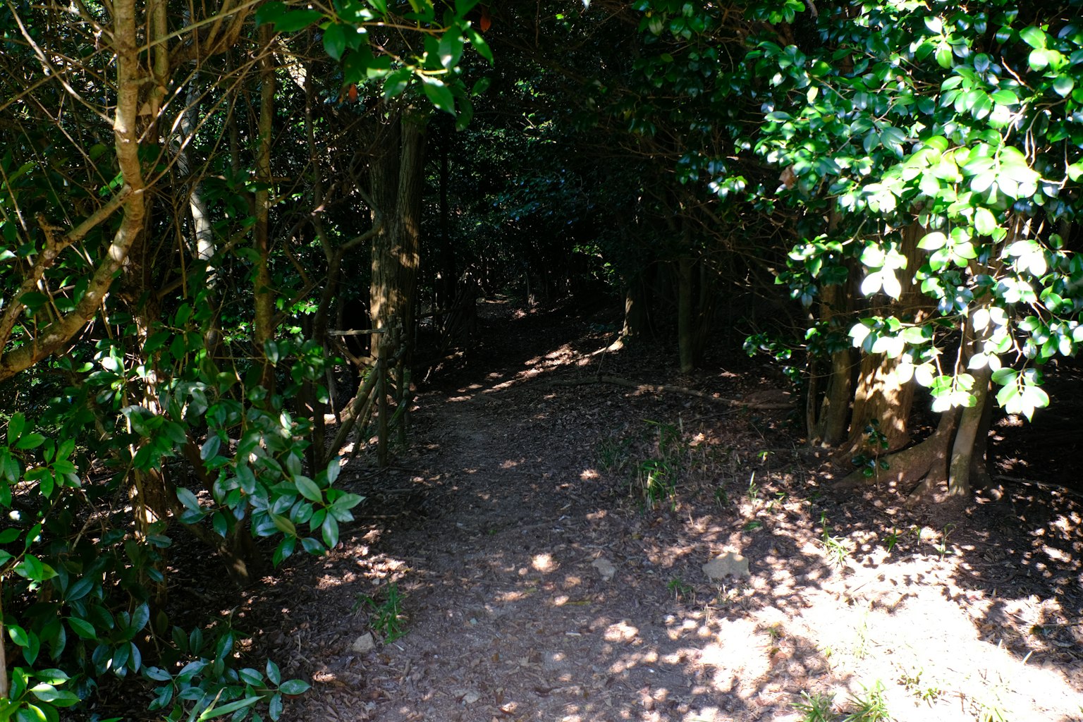 Un sentiero circondato da vegetazione lussureggiante che porta a una foresta