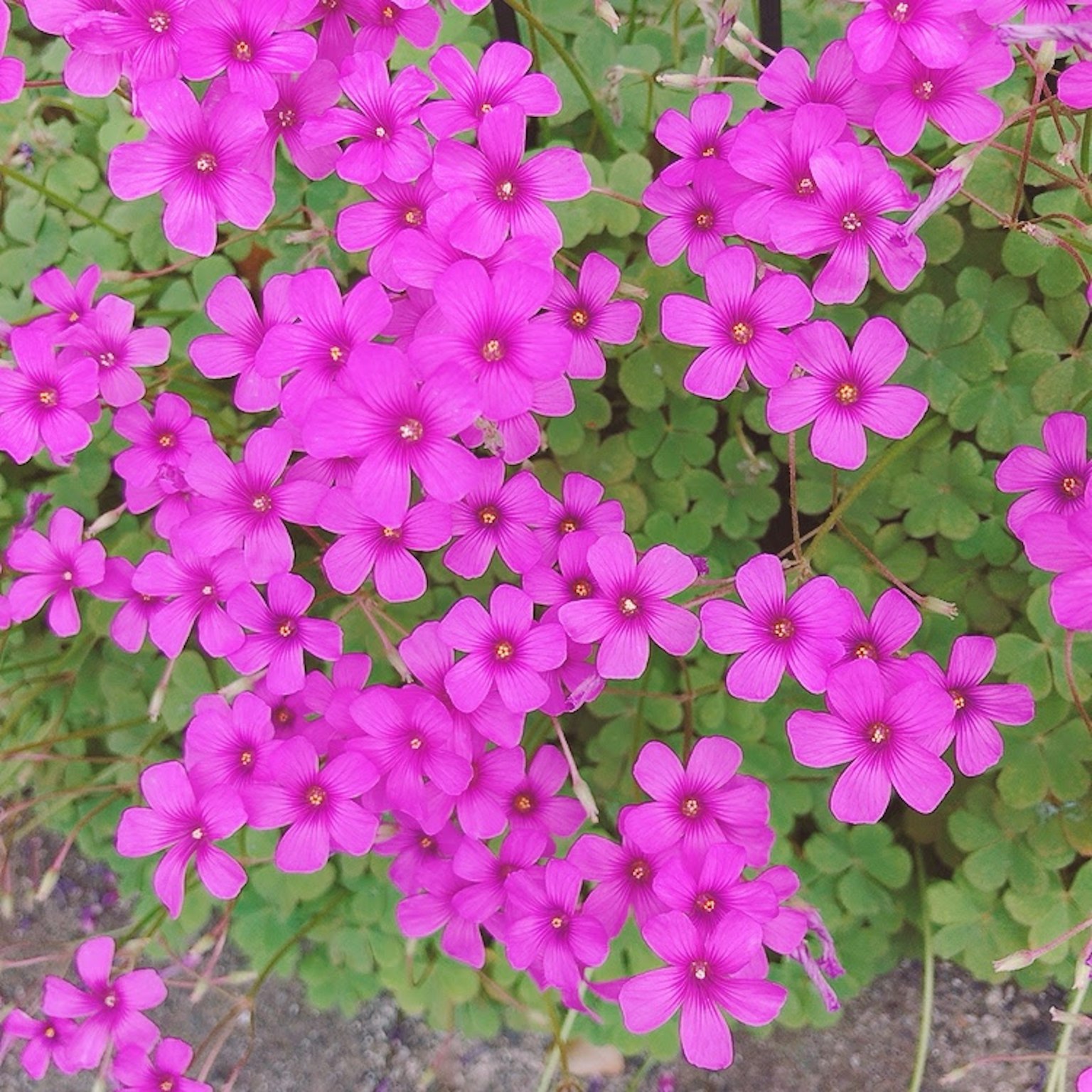 Nahaufnahme von leuchtend rosa Blumen, die auf einer Pflanze blühen
