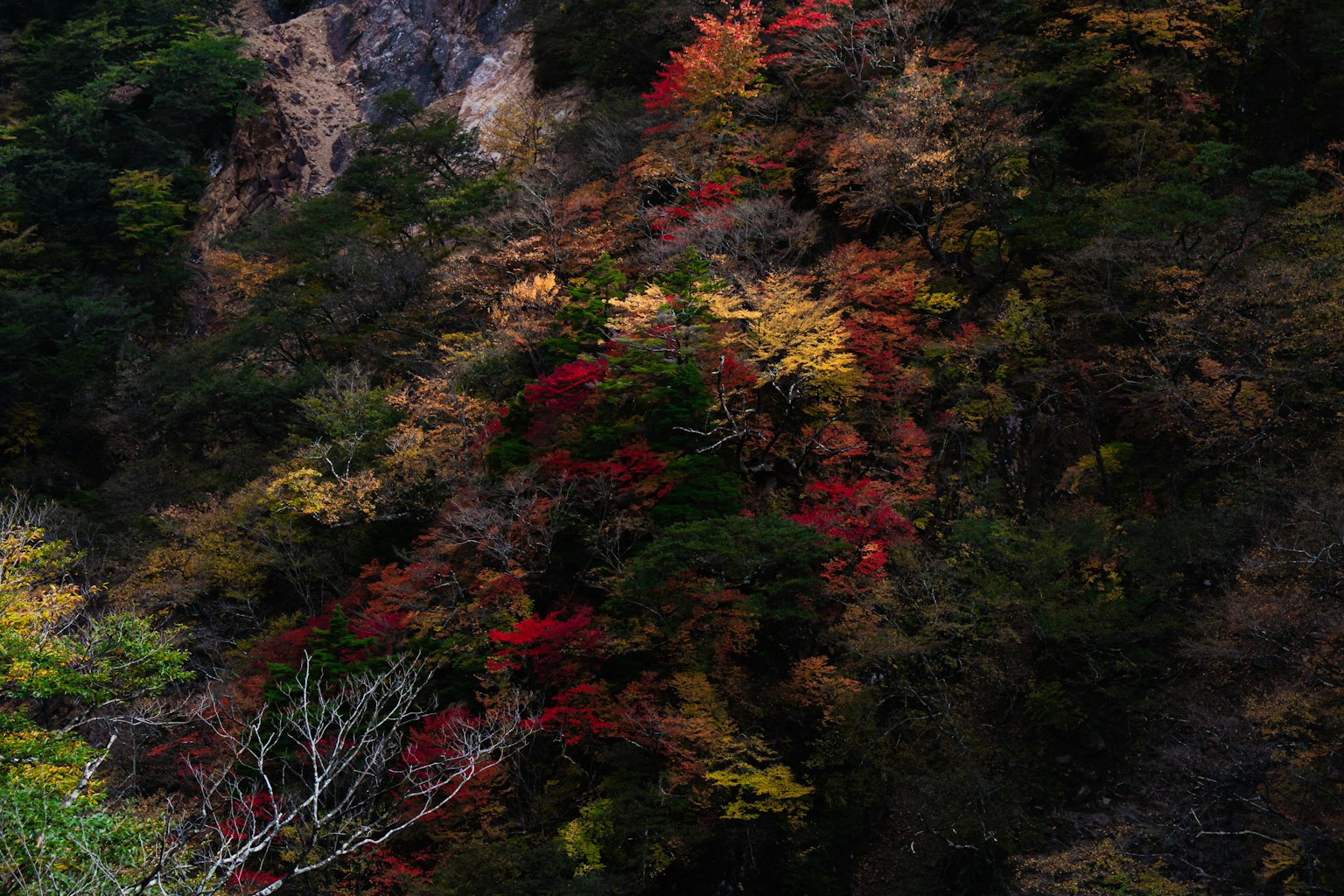 Lá mùa thu rực rỡ bao phủ một sườn đồi