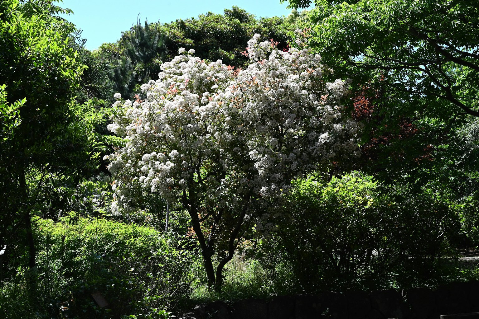 Un albero fiorito con fiori bianchi in mezzo a una vegetazione lussureggiante in un parco
