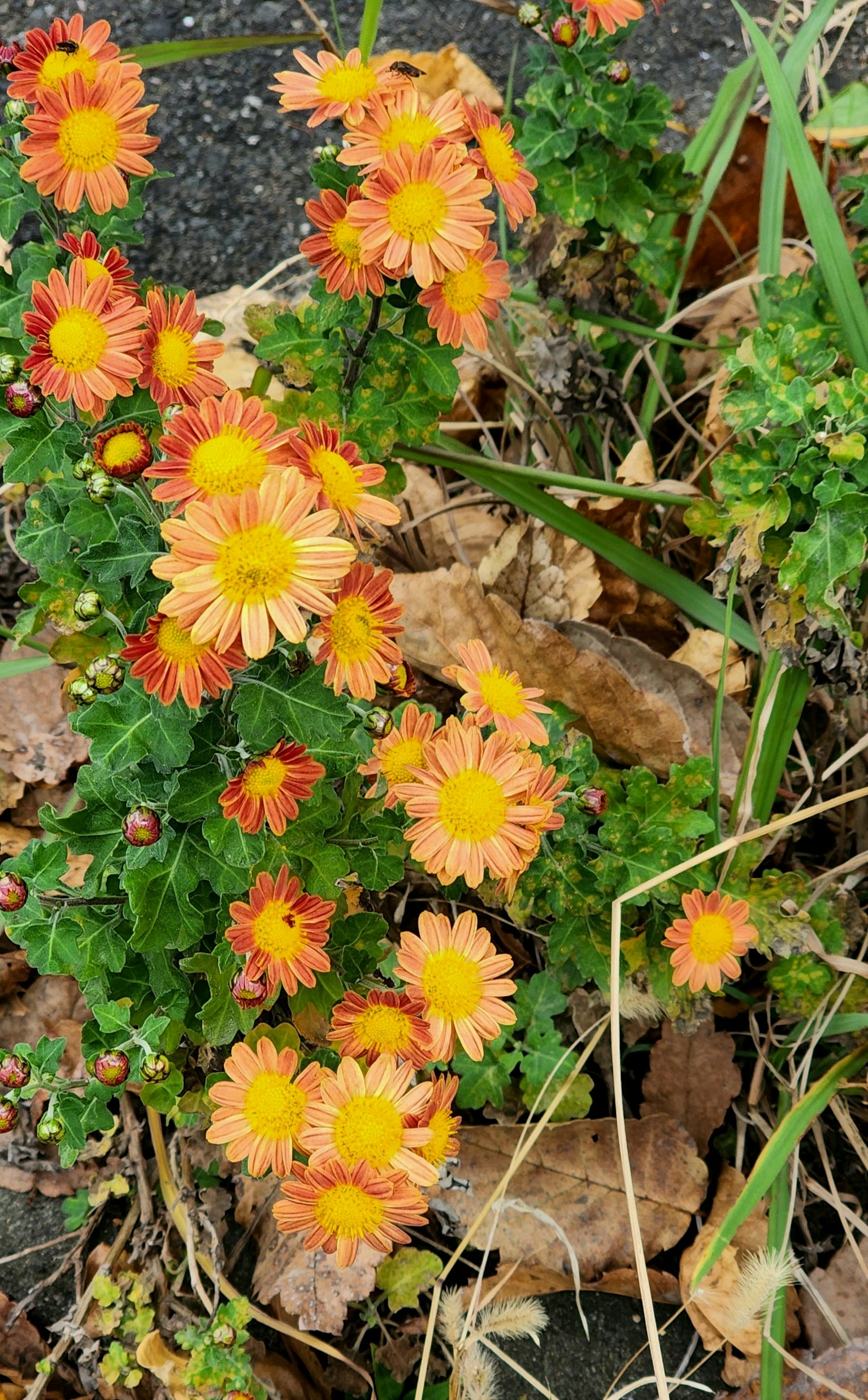 Bündel aus orangefarbenen und gelben Blumen blüht zwischen dem Grün