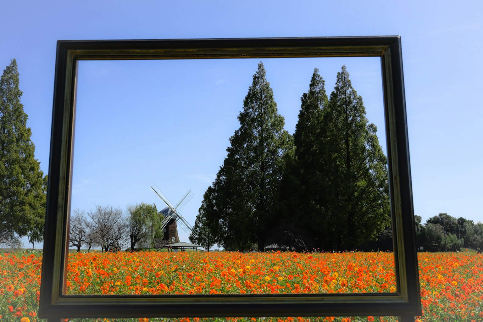 Un gran marco que muestra un vibrante campo de flores naranjas con un molino y altos árboles al fondo