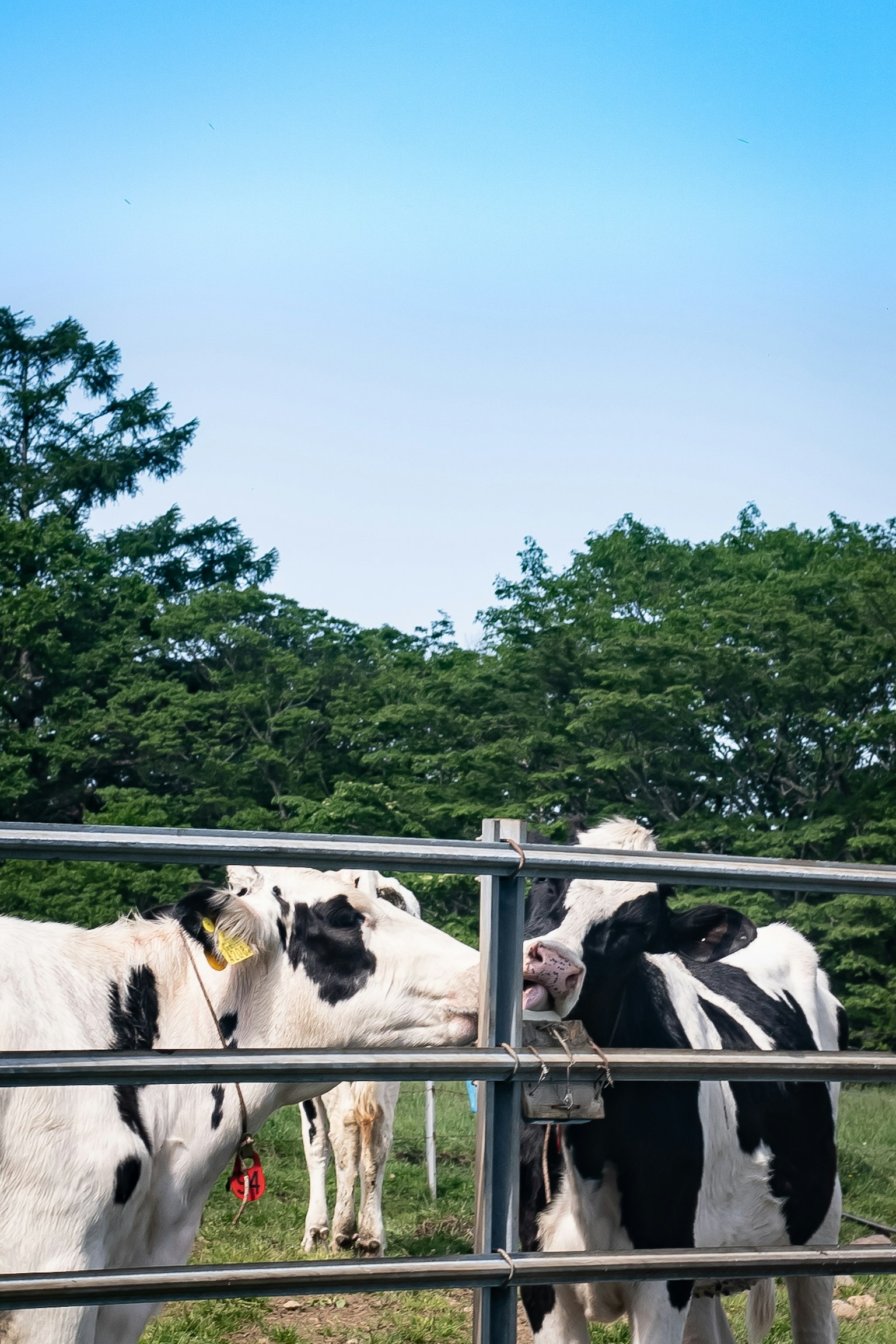 Black and white cows leaning against a fence under a blue sky