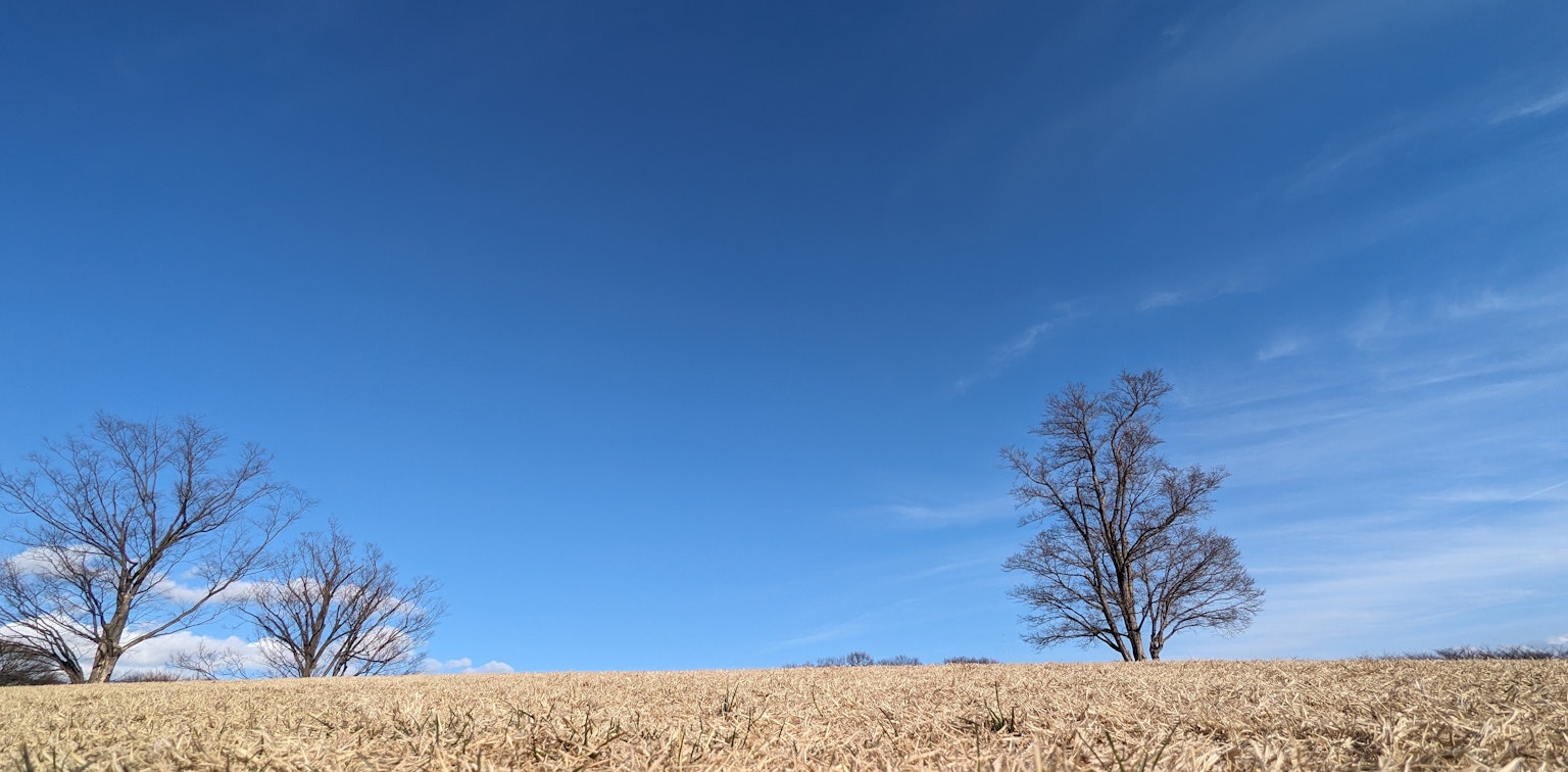 Zwei Bäume stehen auf einem grasbewachsenen Feld unter einem klaren blauen Himmel