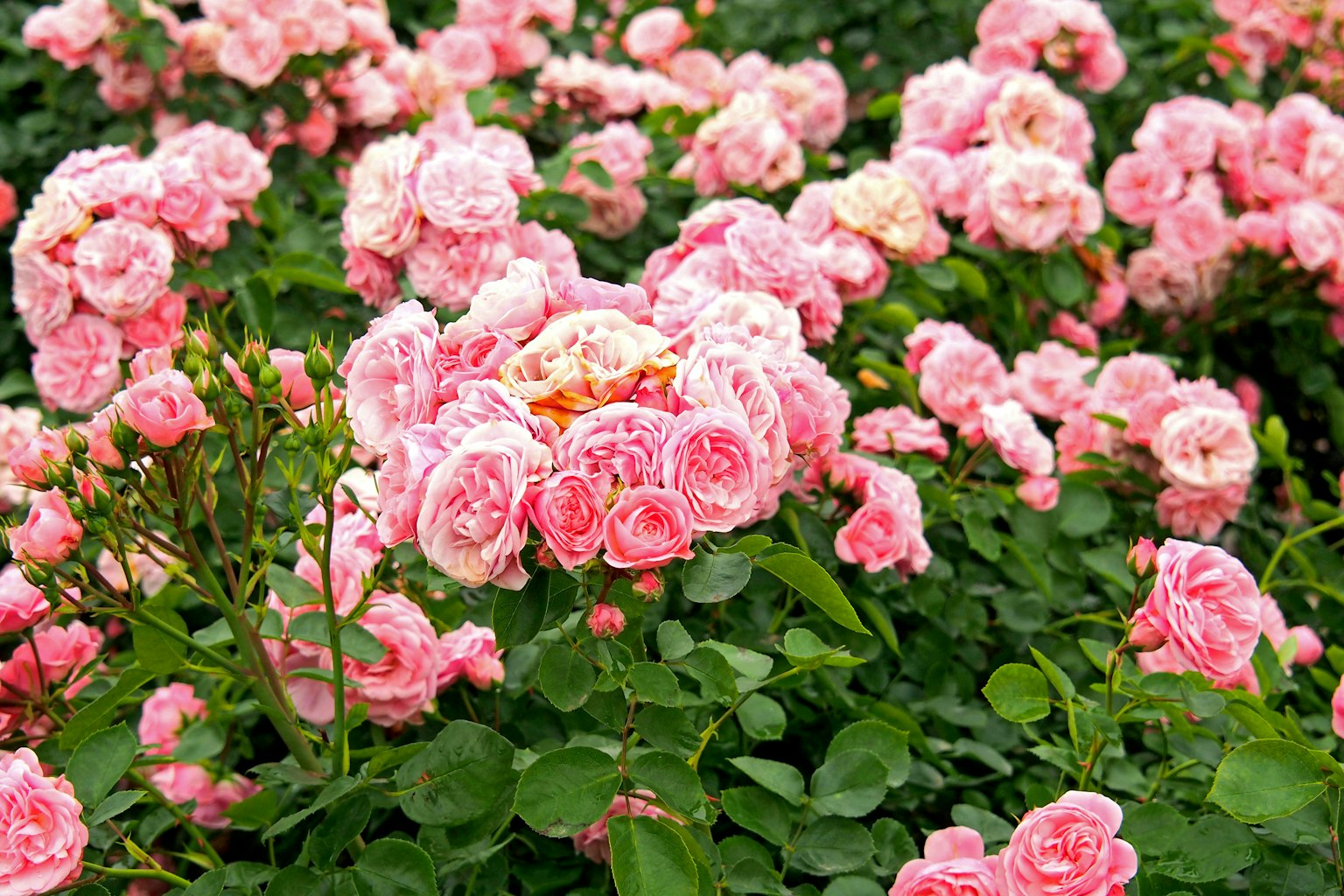 Rosa vibranti che fioriscono in un giardino lussureggiante