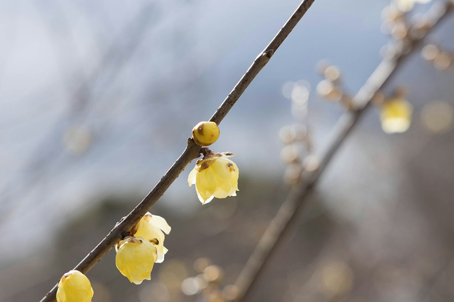 Gros plan sur une branche fine avec des fleurs jaunes en fleurs