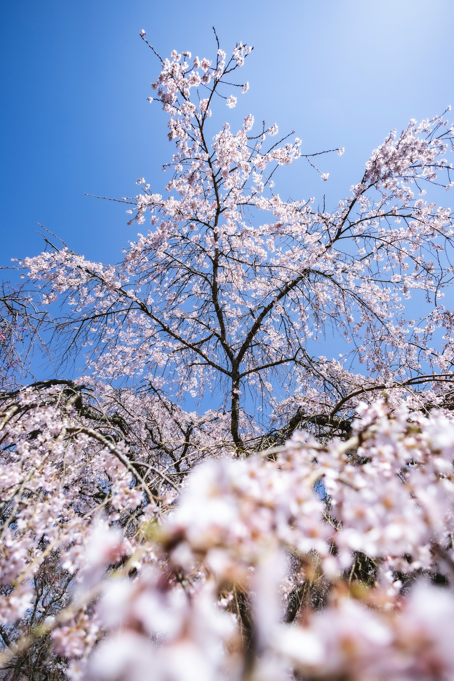 Albero di ciliegio in fiore sotto un cielo blu