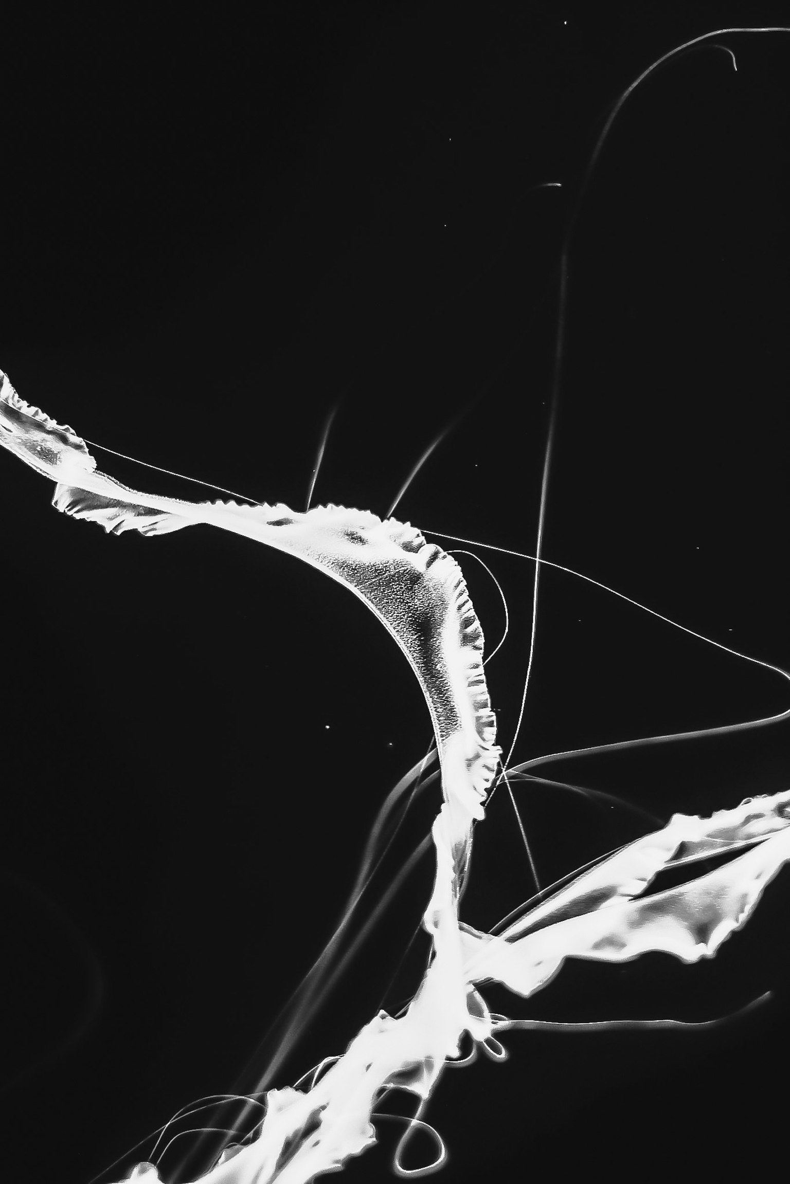 Formes fluides blanches et lignes fines sur fond noir