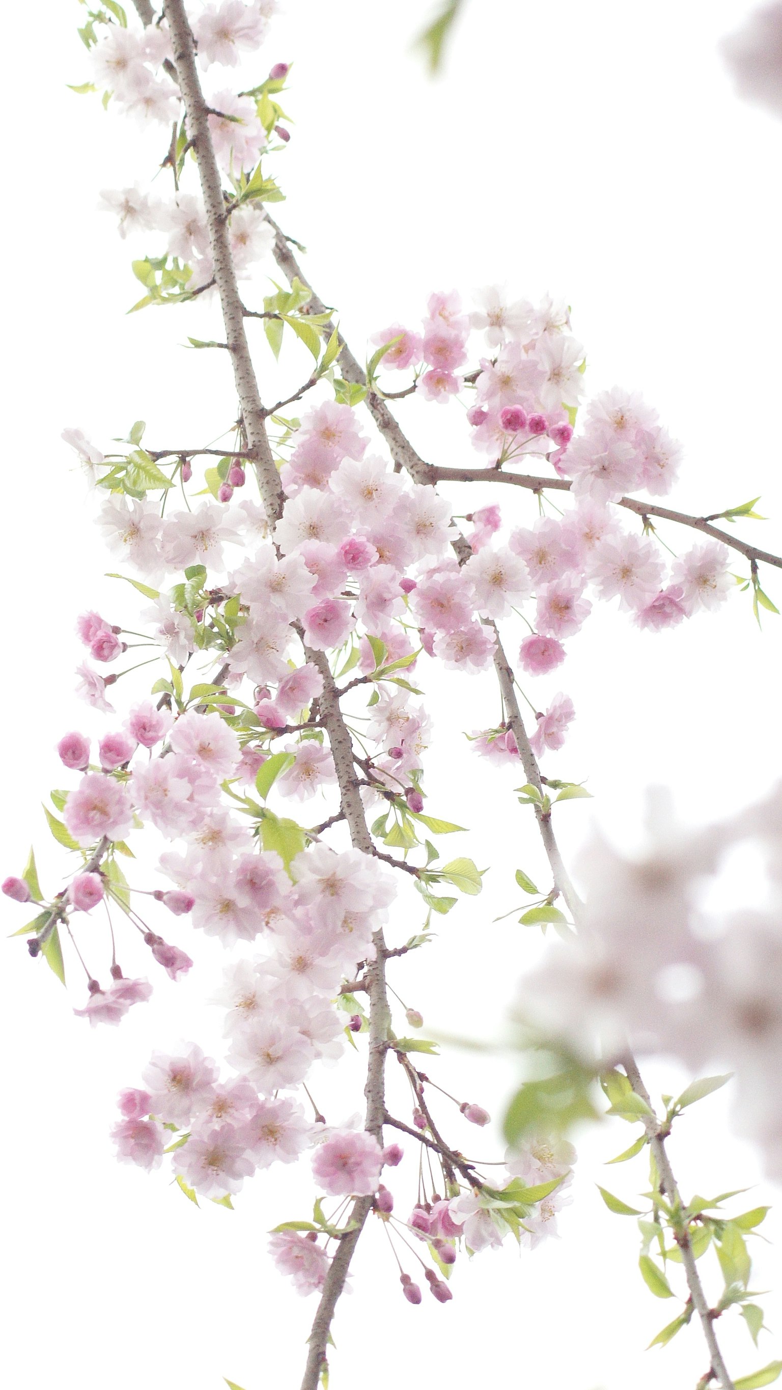 Gros plan de branches avec des fleurs roses pâles