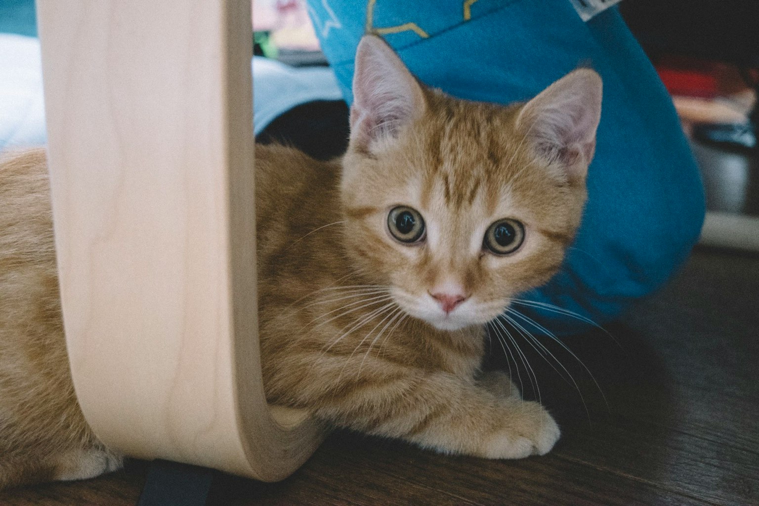 Seekor anak kucing jahe beristirahat di bawah kaki meja kayu