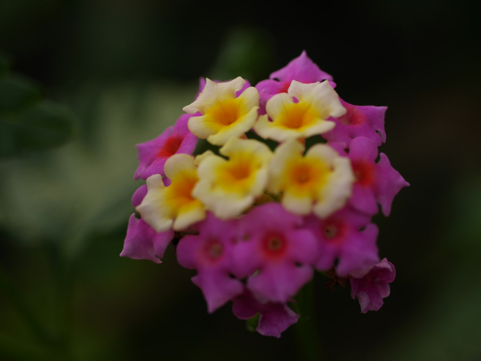 Một cụm hoa Lantana rực rỡ với cánh hoa màu hồng và vàng