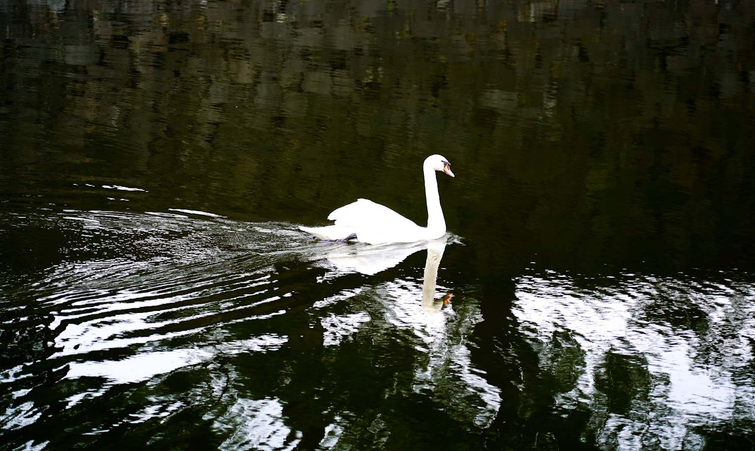 Ein eleganter Schwan schwimmt auf dem Wasser mit seinem Spiegelbild