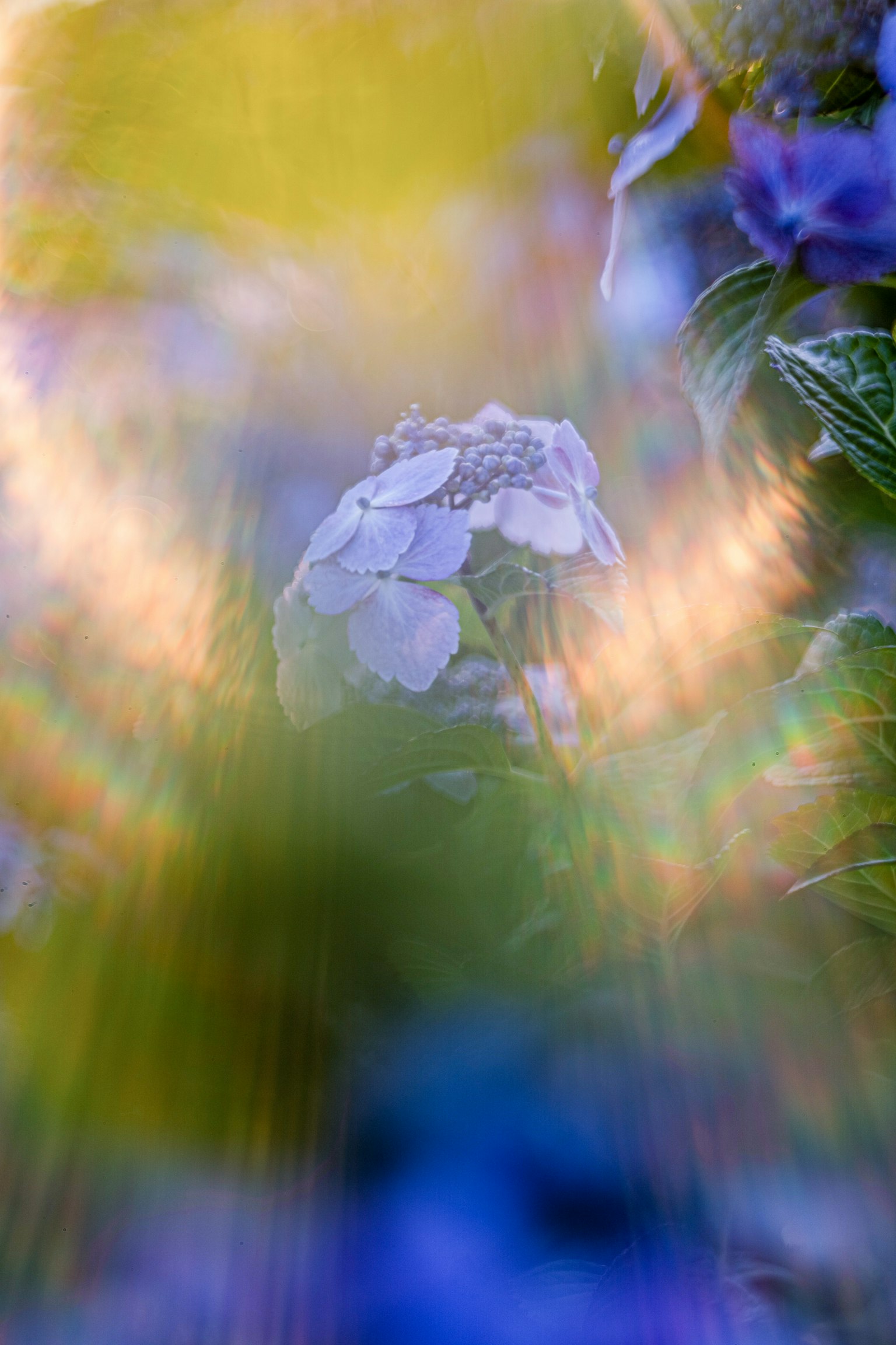 Imagen borrosa de flores azules con efectos de luz