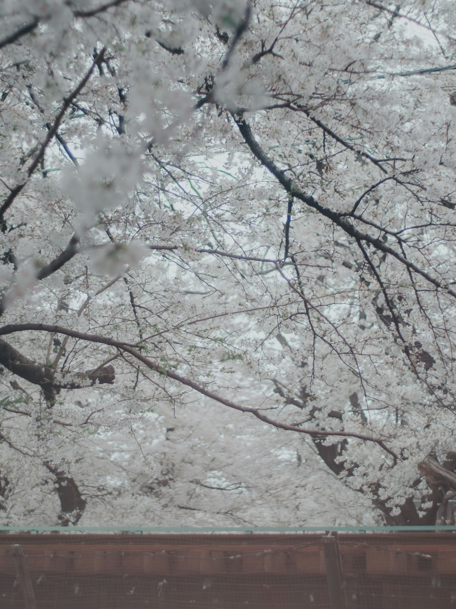 Alberi di ciliegio in piena fioritura con fiori bianchi