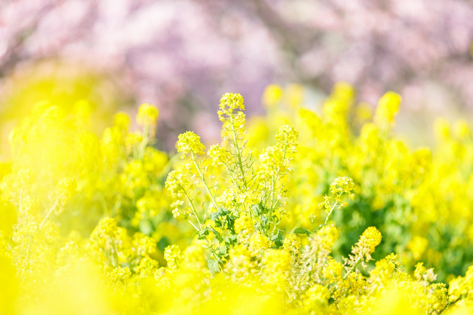 Nahaufnahme von gelb blühenden Pflanzen mit sanften rosa Blumen im Hintergrund
