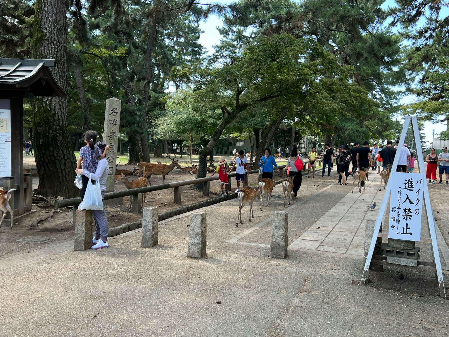 Escena en el parque de Nara con turistas y una manada de ciervos