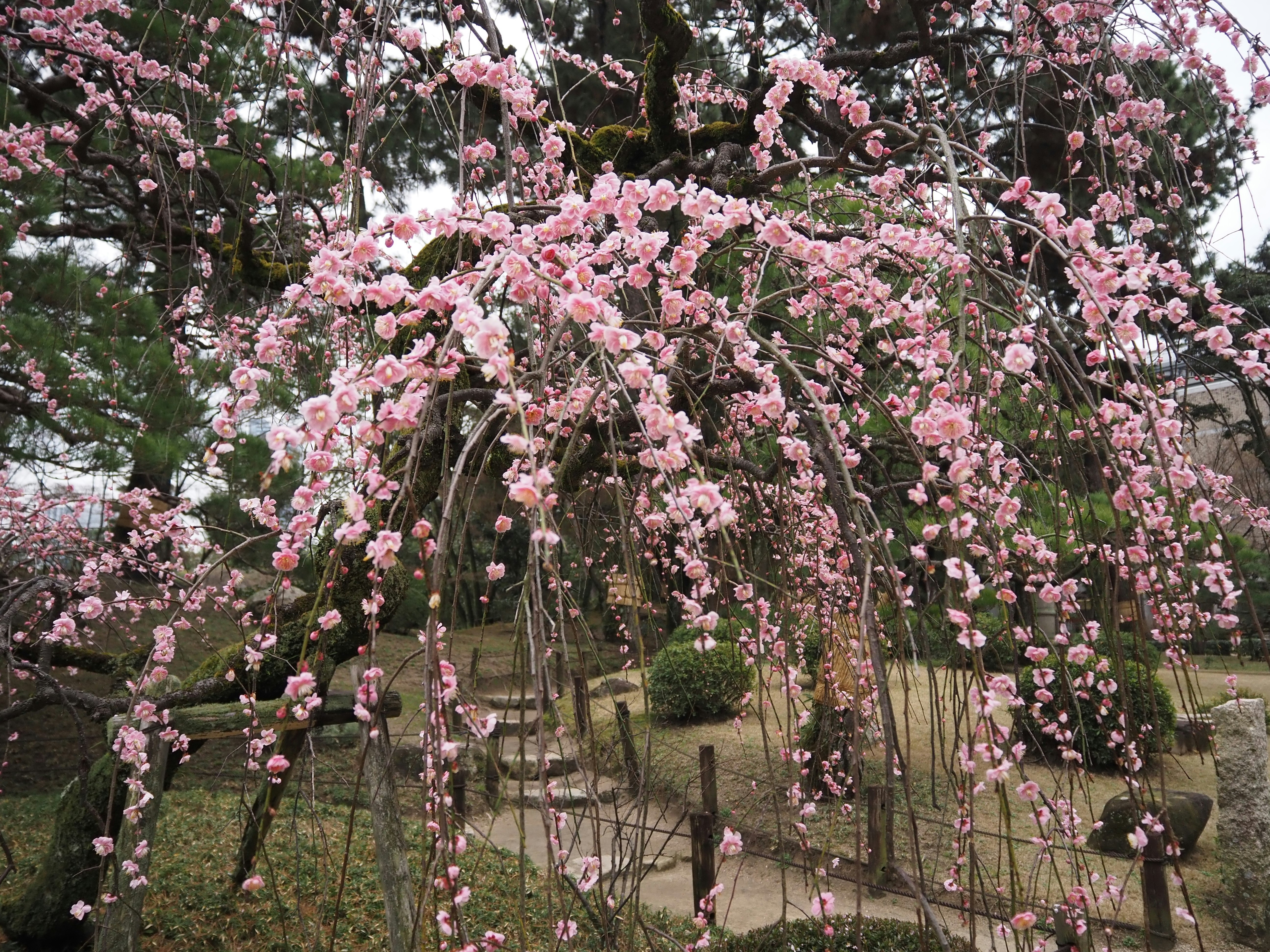 粉色垂枝梅花在梅林中盛开