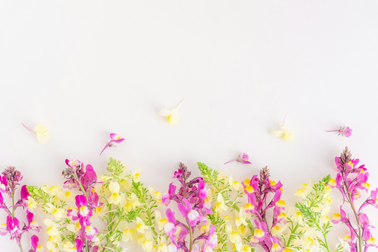 Beautiful arrangement of vibrant pink and yellow flowers against a white background