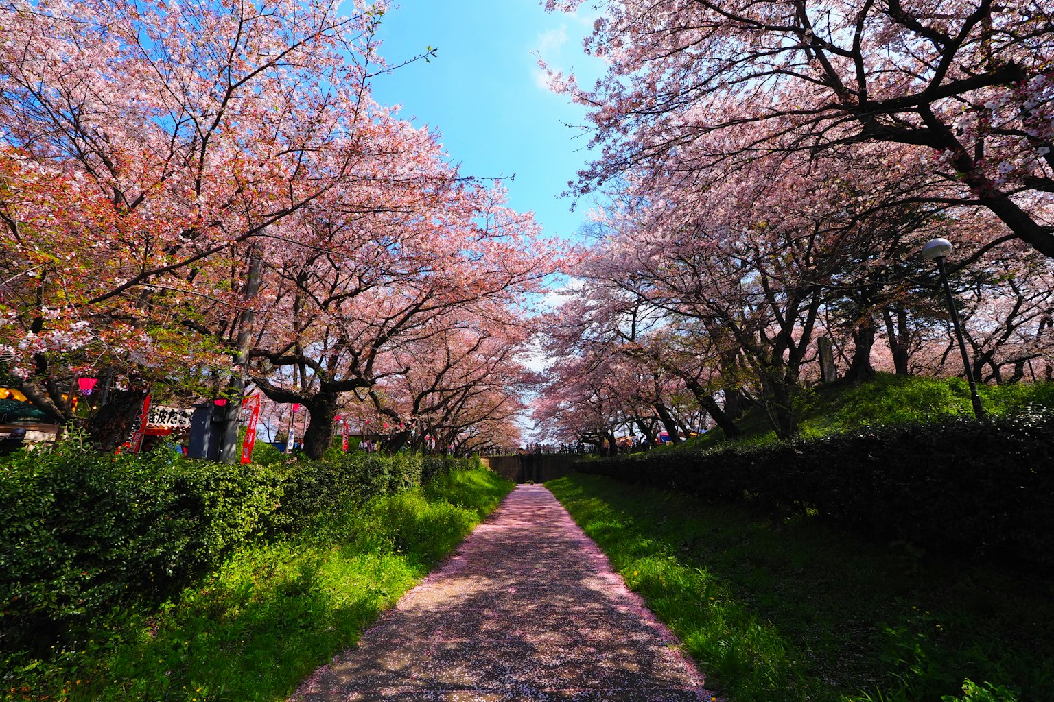 Schöner Weg umgeben von Kirschbäumen lebendige rosa Blumen und klarer blauer Himmel