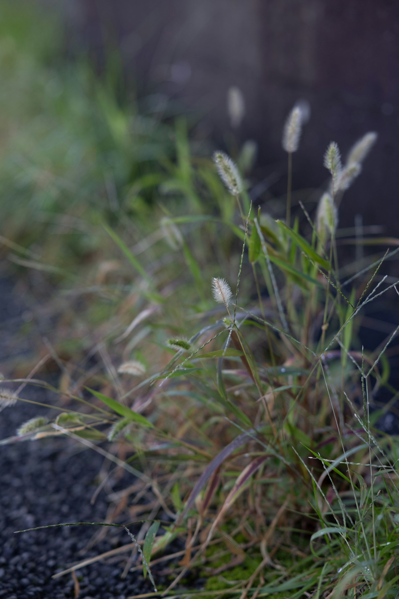 Primo piano di erba con teste di semi bianche che crescono lungo un sentiero erba verde e sfondo sfocato