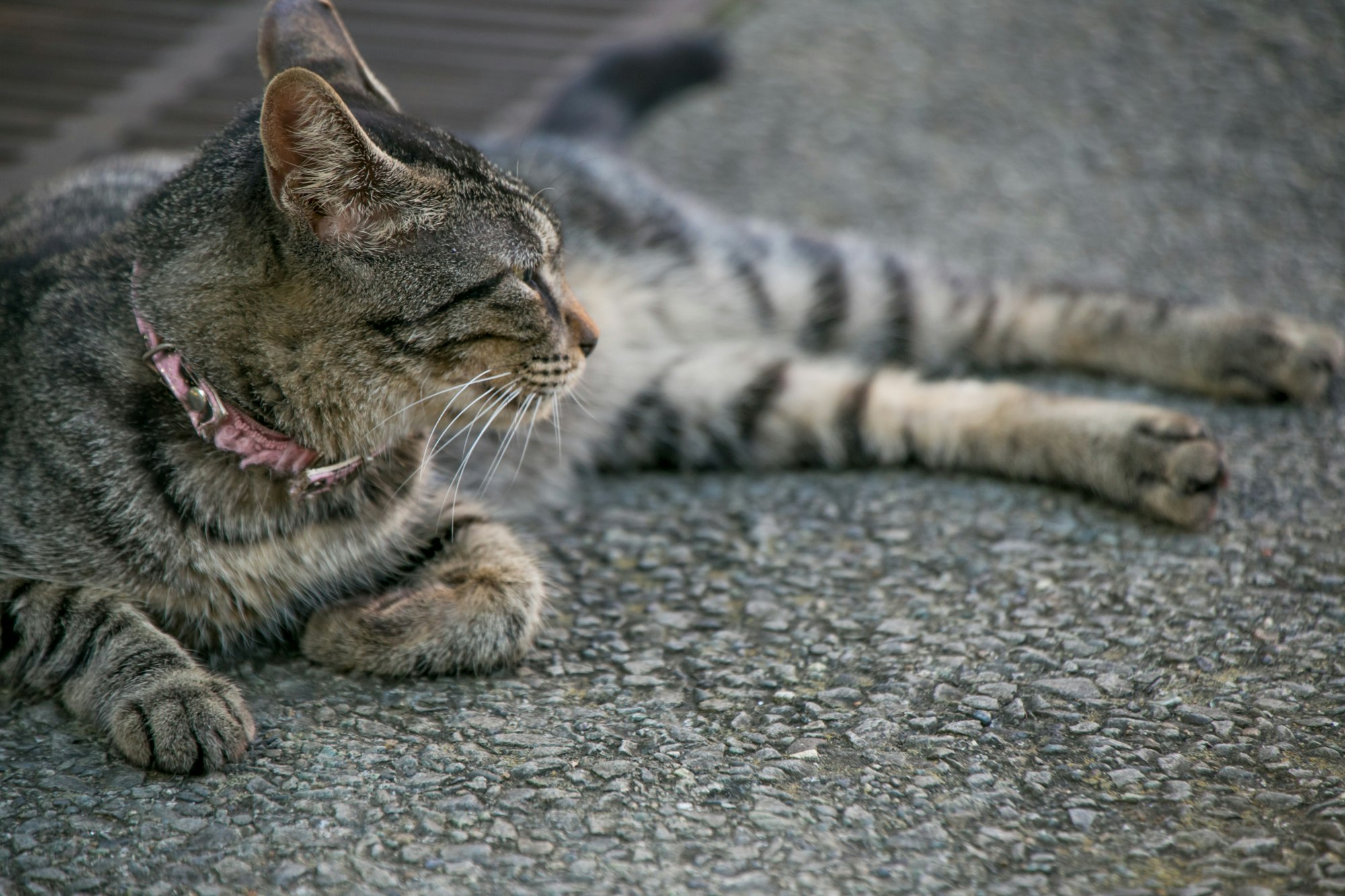 路上でくつろぐ猫