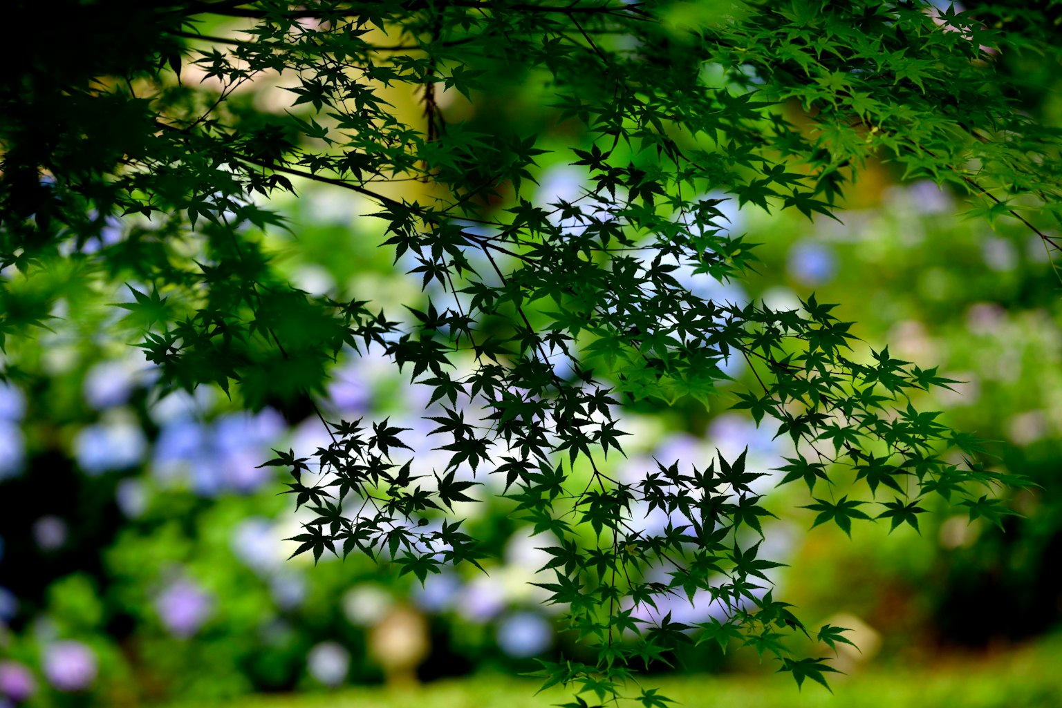 日本楓樹葉與藍色花朵背景