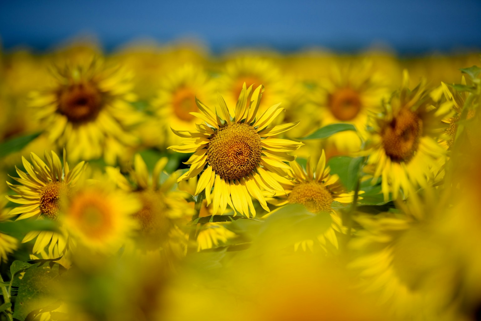 A field of sunflowers with vibrant yellow flowers against a blue sky