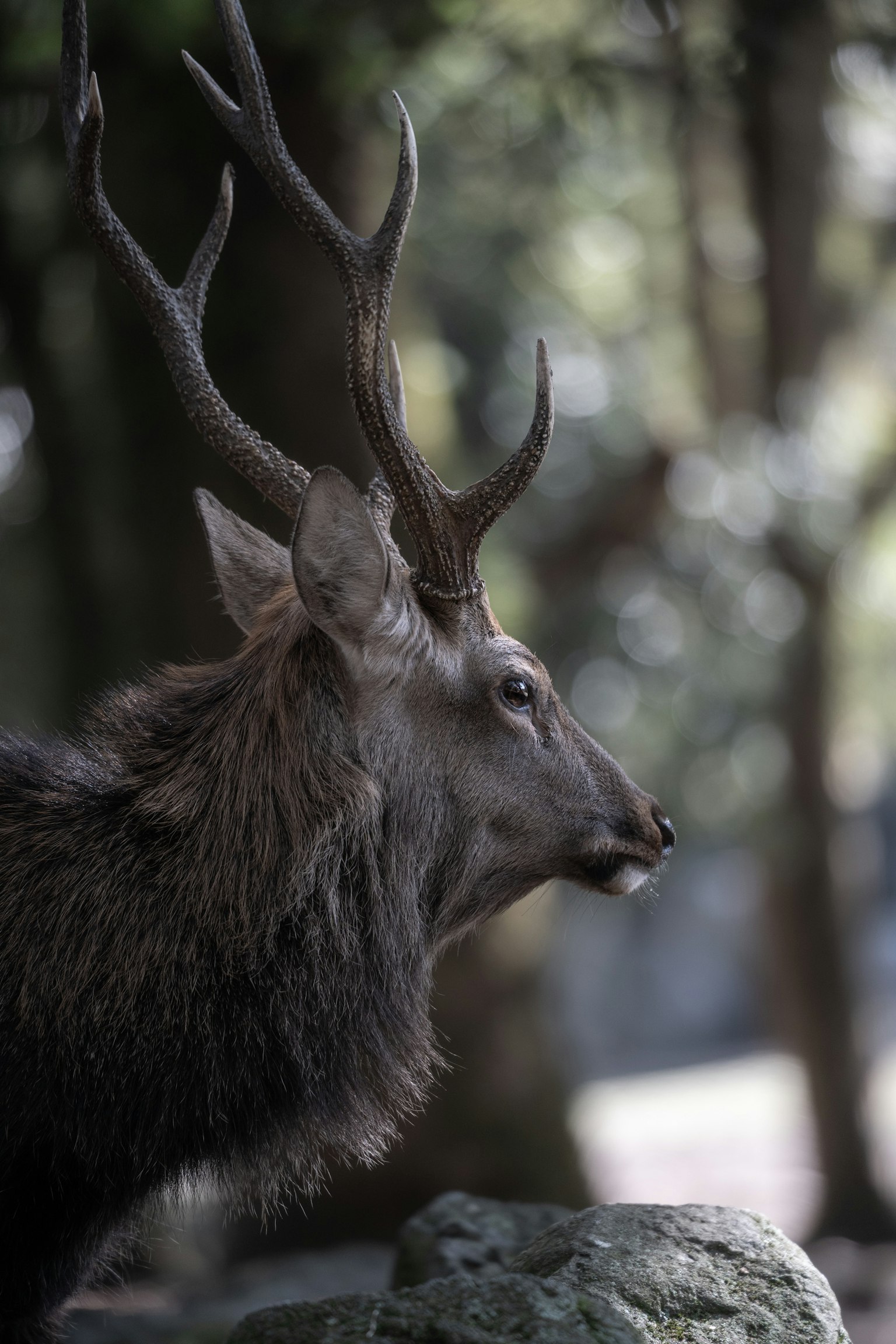 角のあるシカの横顔が写っている画像