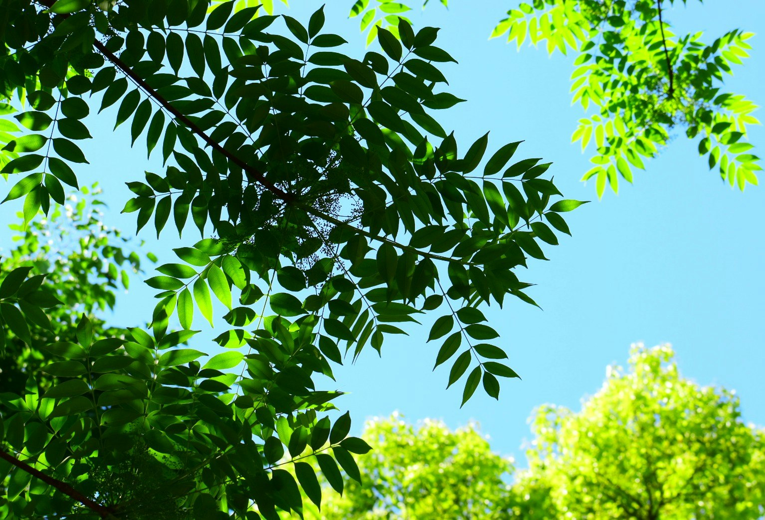 青空の下でウルシの葉が茂る木々