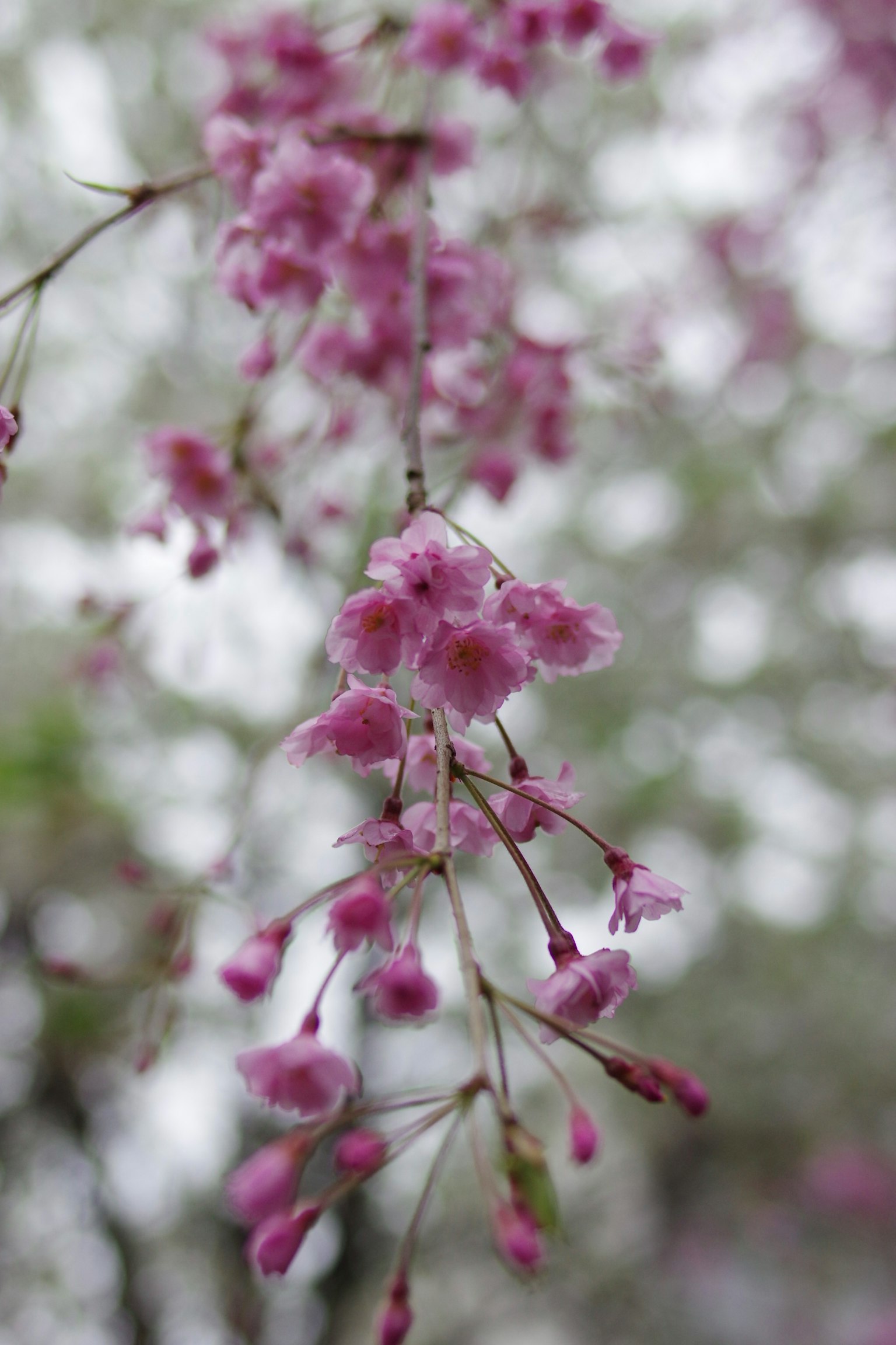A branch with pink flowers hanging down with a blurred background