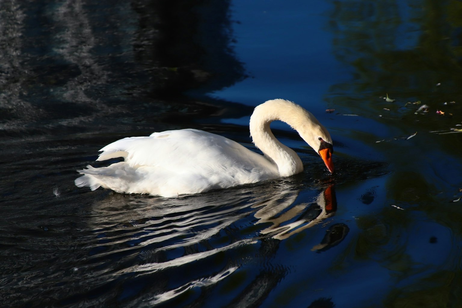 Ein graziler Schwan, der auf der Wasseroberfläche schwimmt