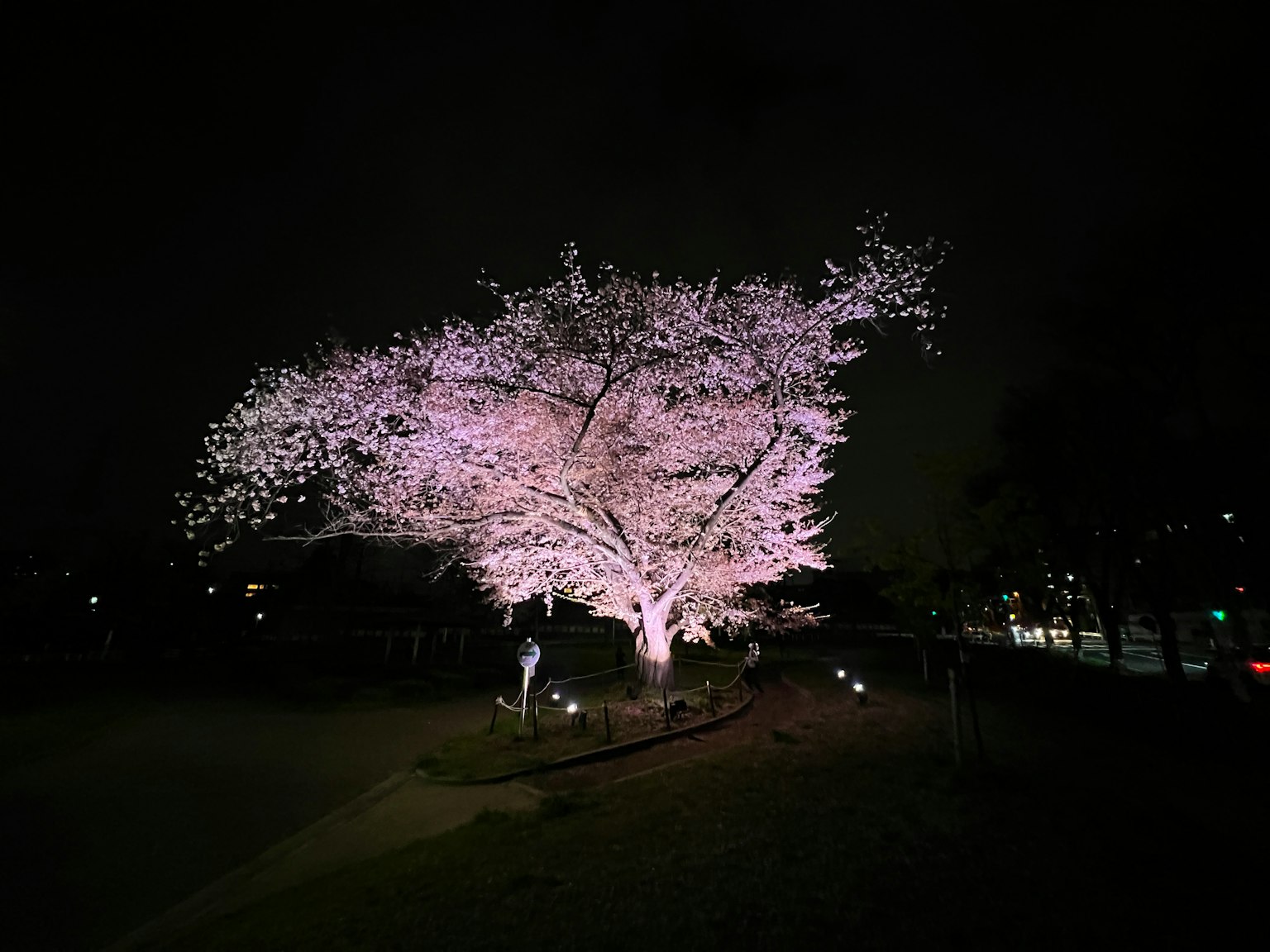 Beleuchteter Kirschbaum in der Nacht mit schönen rosa Blumen