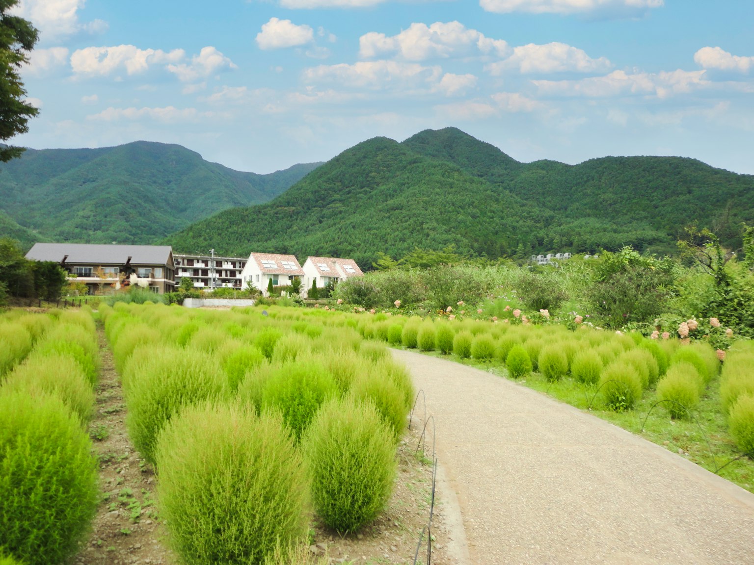 Lush green landscape with rolling hills and a winding path